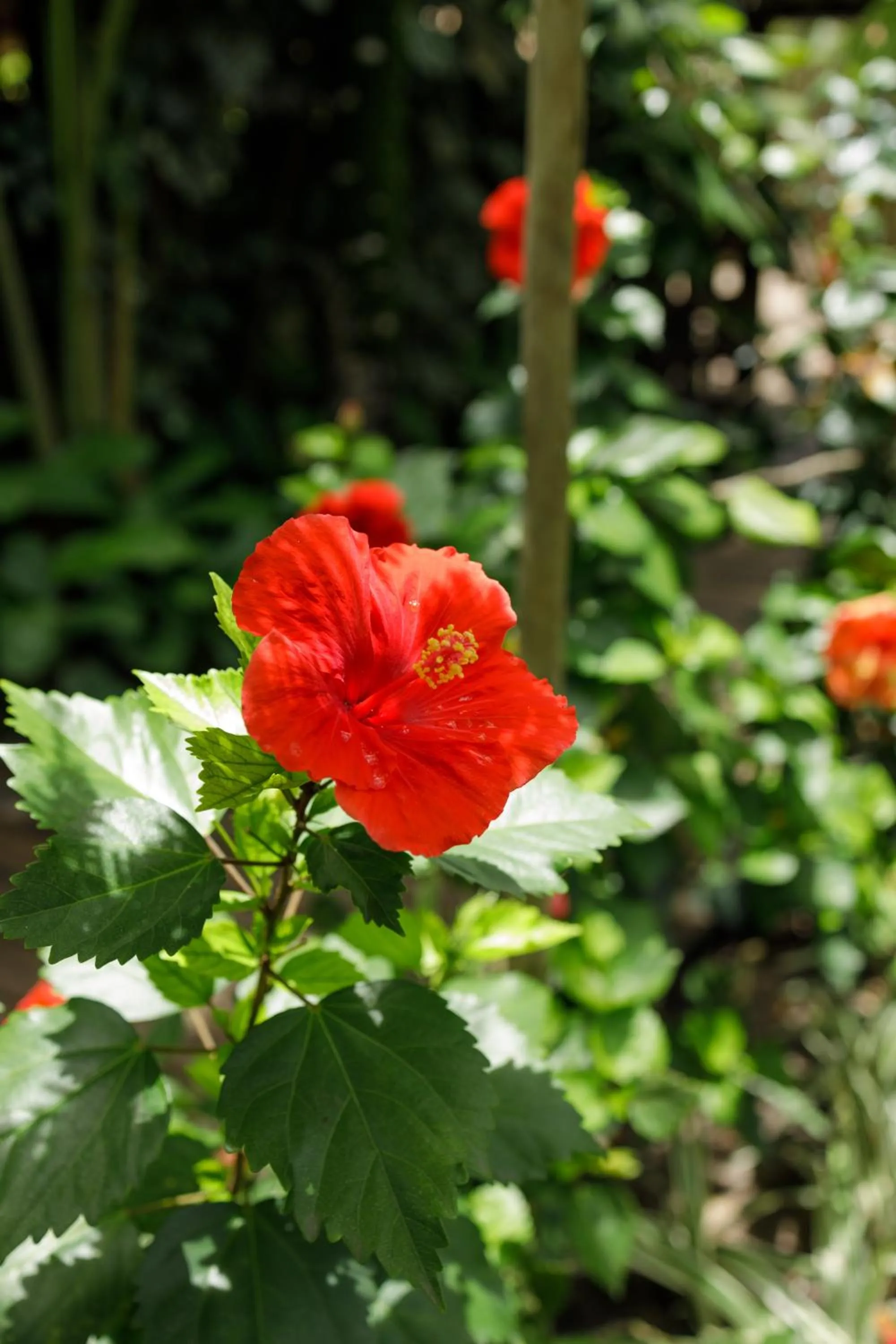 Garden in Pousada Nativa