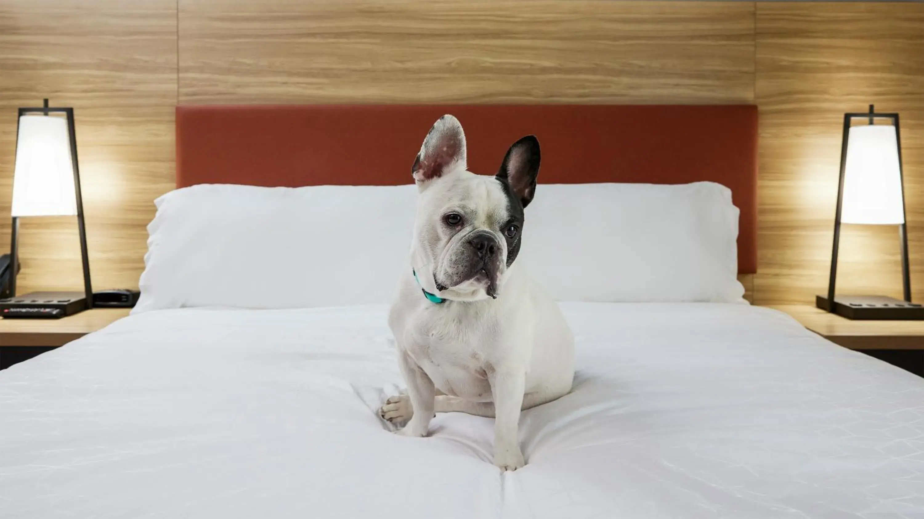 Studio Queen Suite in Candlewood Suites Junction City - Ft. Riley by IHG Studio Queen Suite in Candlewood Suites Junction City - Ft. Riley by IHG