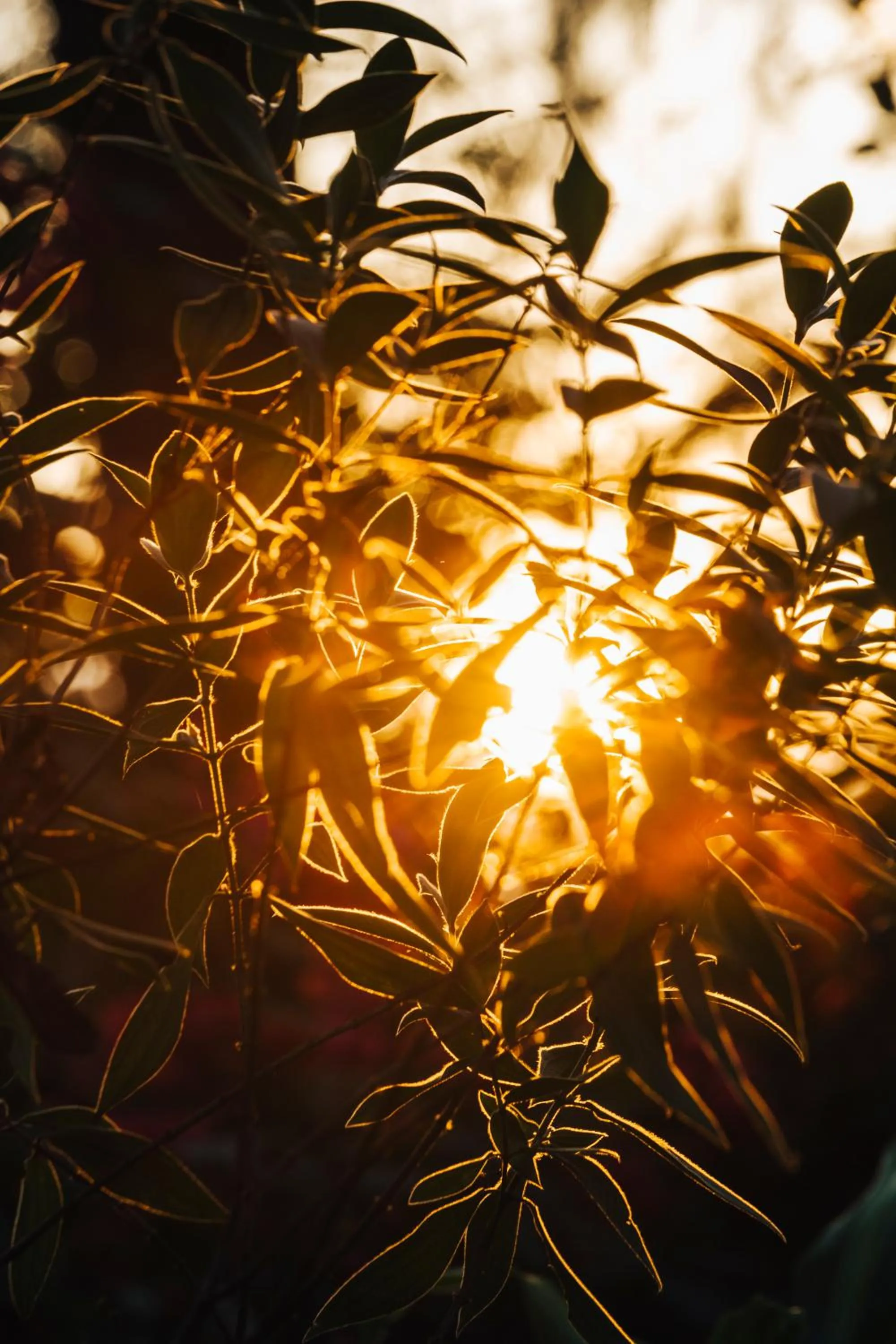 Natural landscape in Villa Republic Bandarawela (04 bedroom)