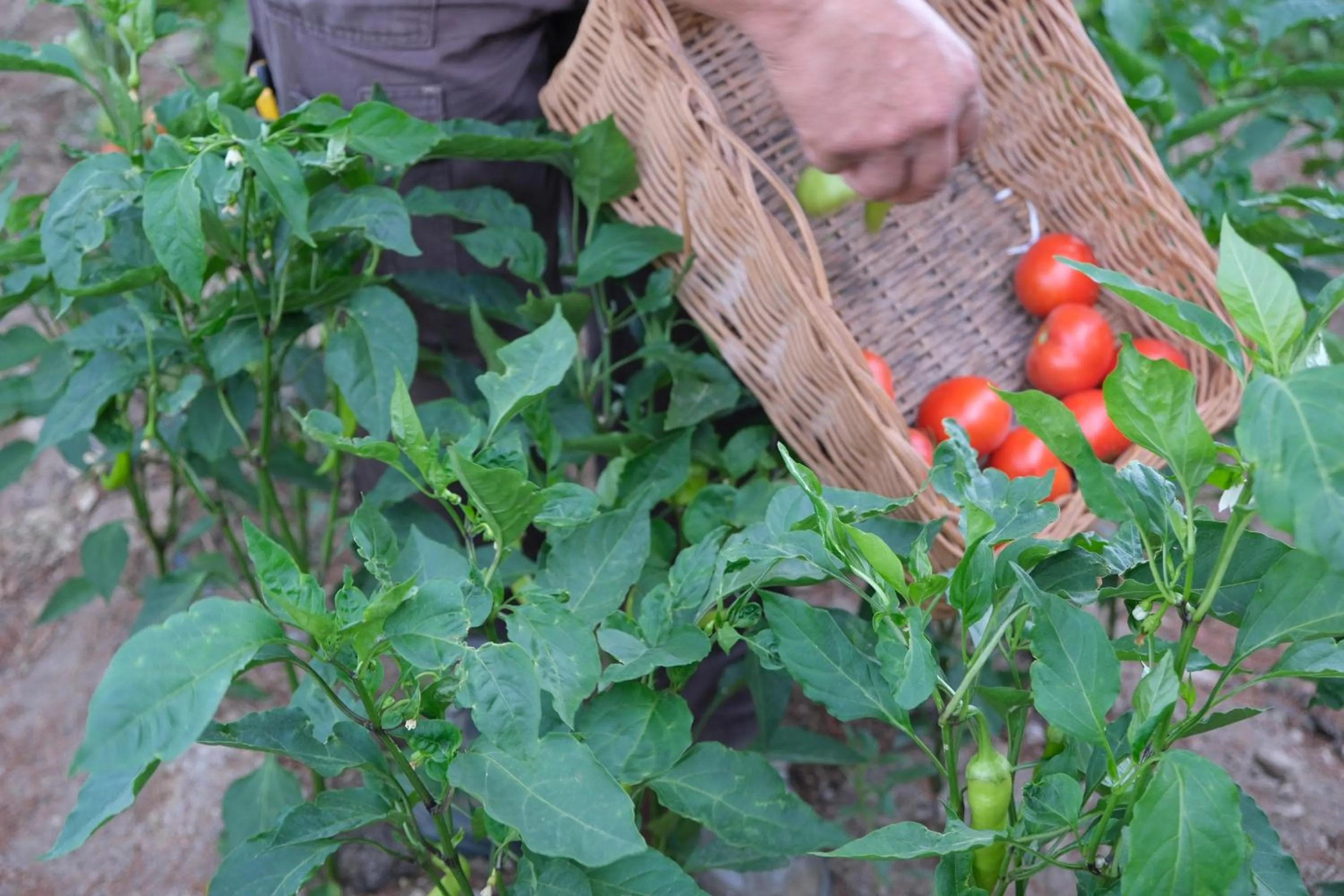 Garden in SIGNATURE GARDEN AVANOS Hotel & SPA