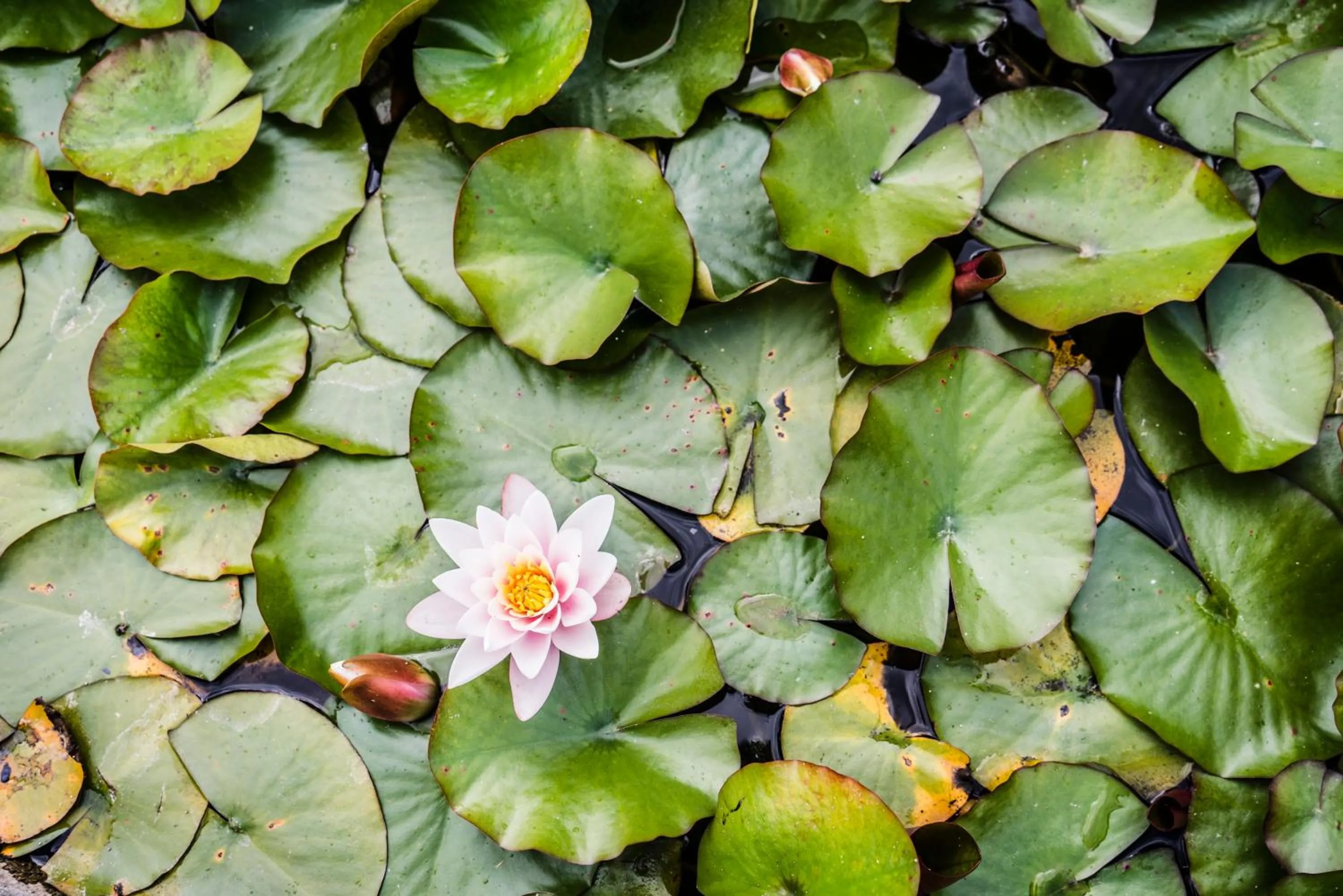 Garden in The Bay Hotel