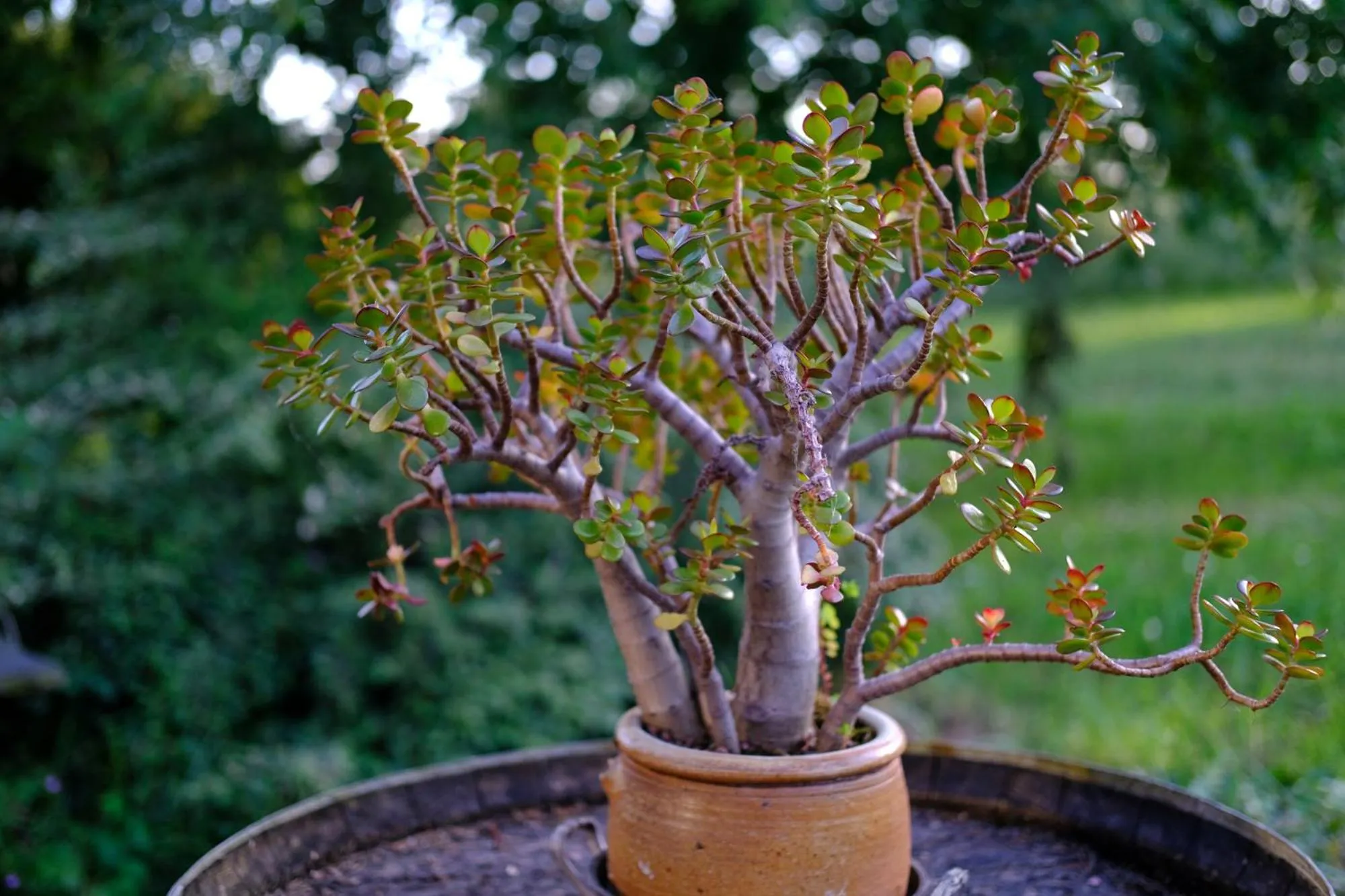 Garden view in Loge & Broc