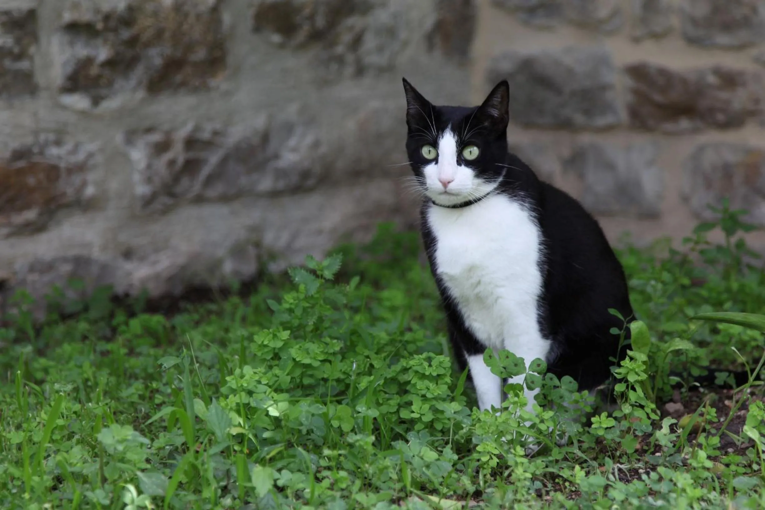 Pets in Le Clos du Théron, chambre d'hôte