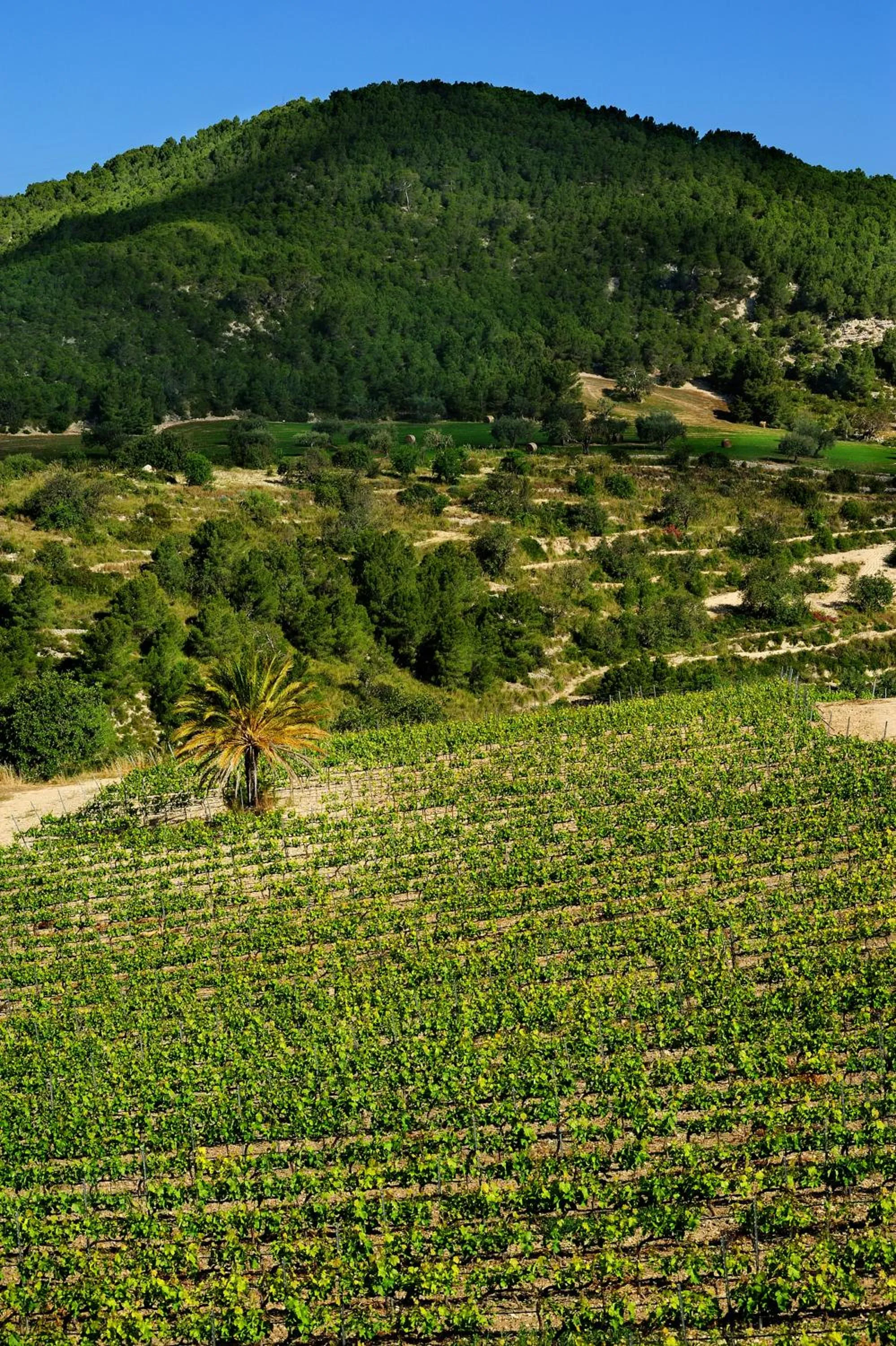 Spring in Kallikoros Country Resort & Spa