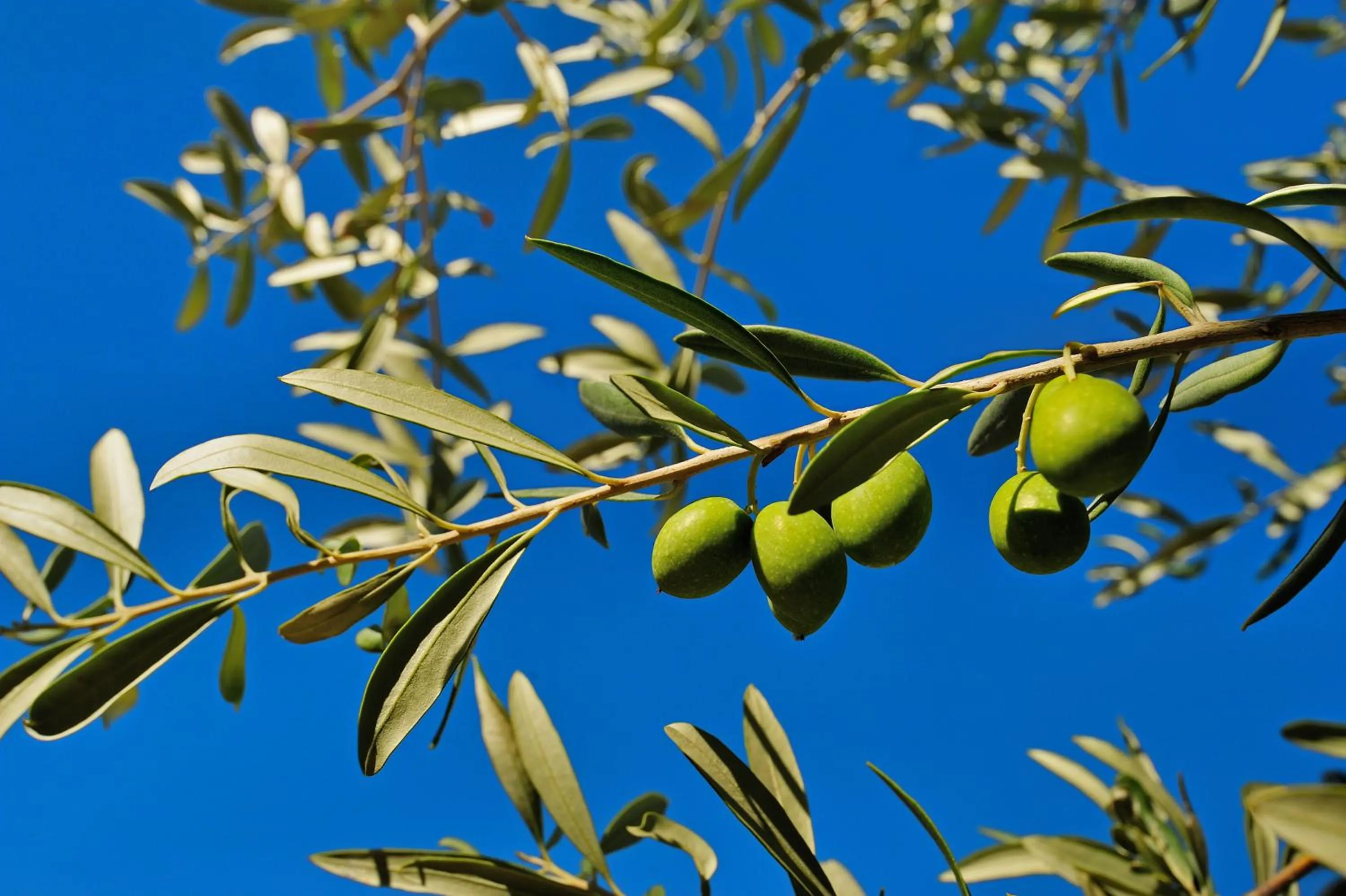 Spring in Kallikoros Country Resort & Spa