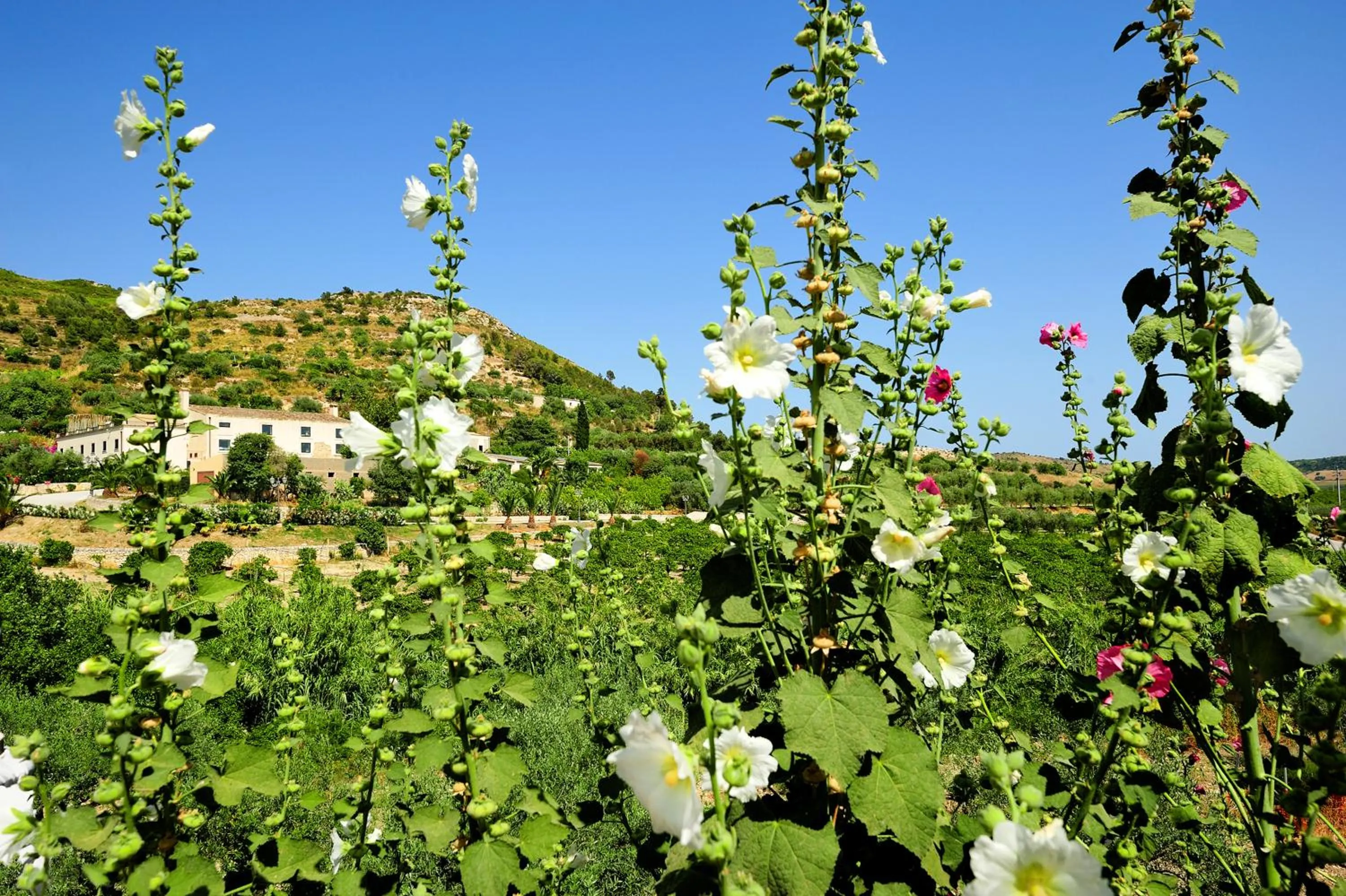 Spring in Kallikoros Country Resort & Spa