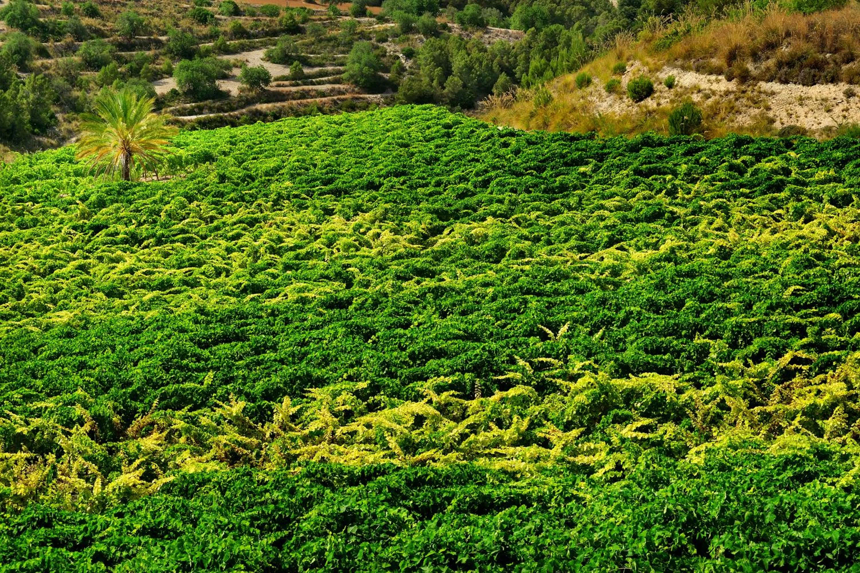 Spring in Kallikoros Country Resort & Spa