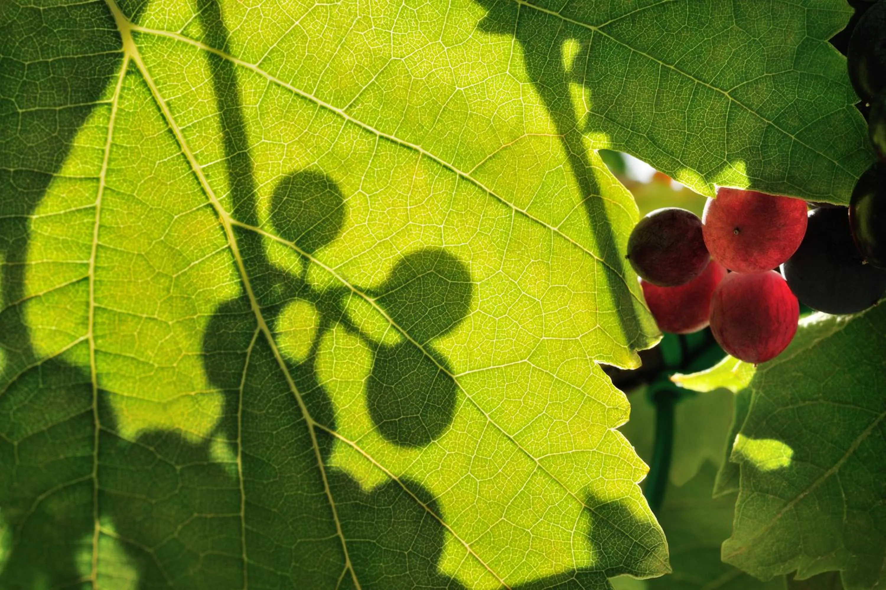 Spring in Kallikoros Country Resort & Spa