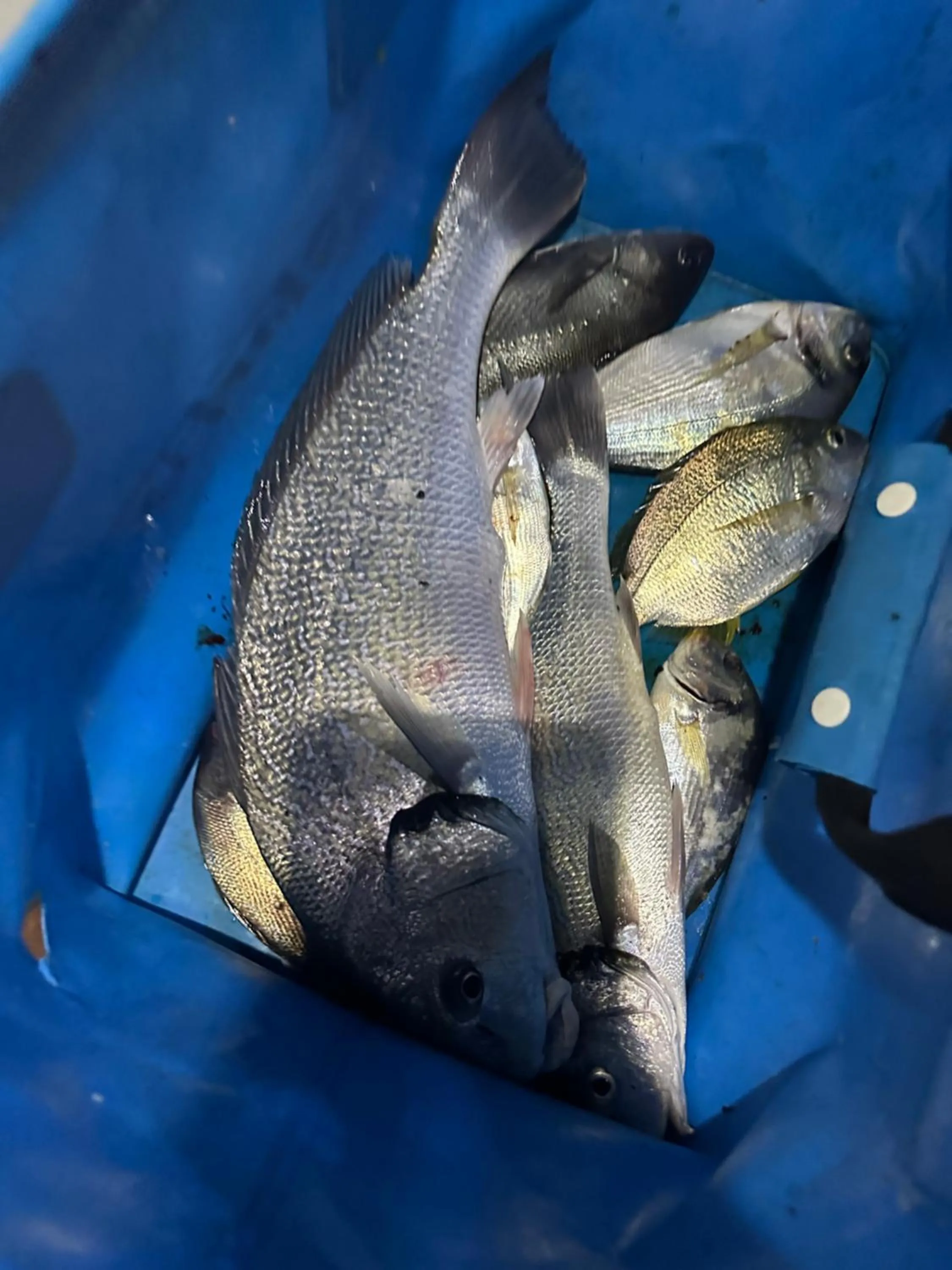 Albergo Hotel Raffaello