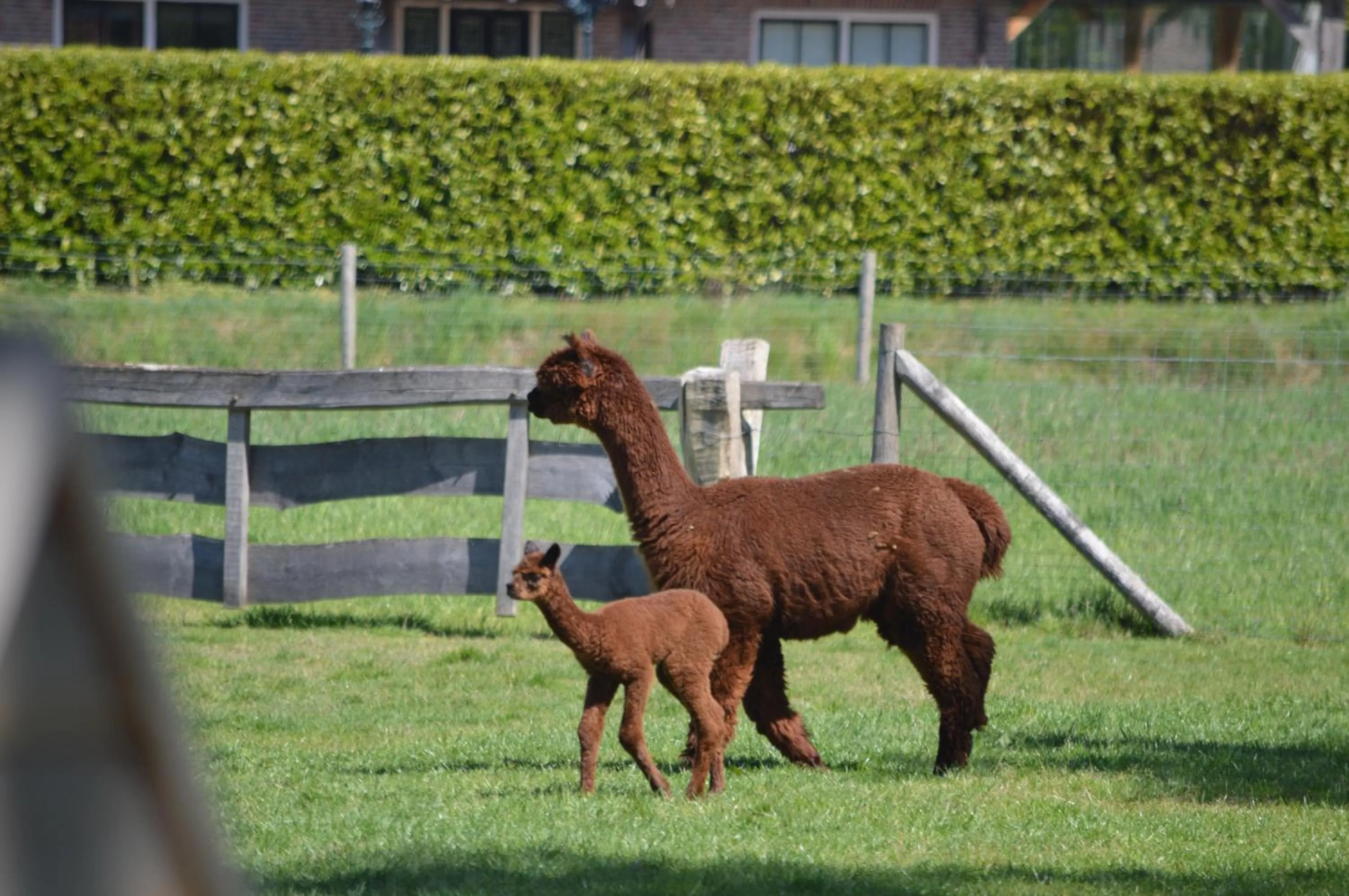Animals in Erve Grootenhuys