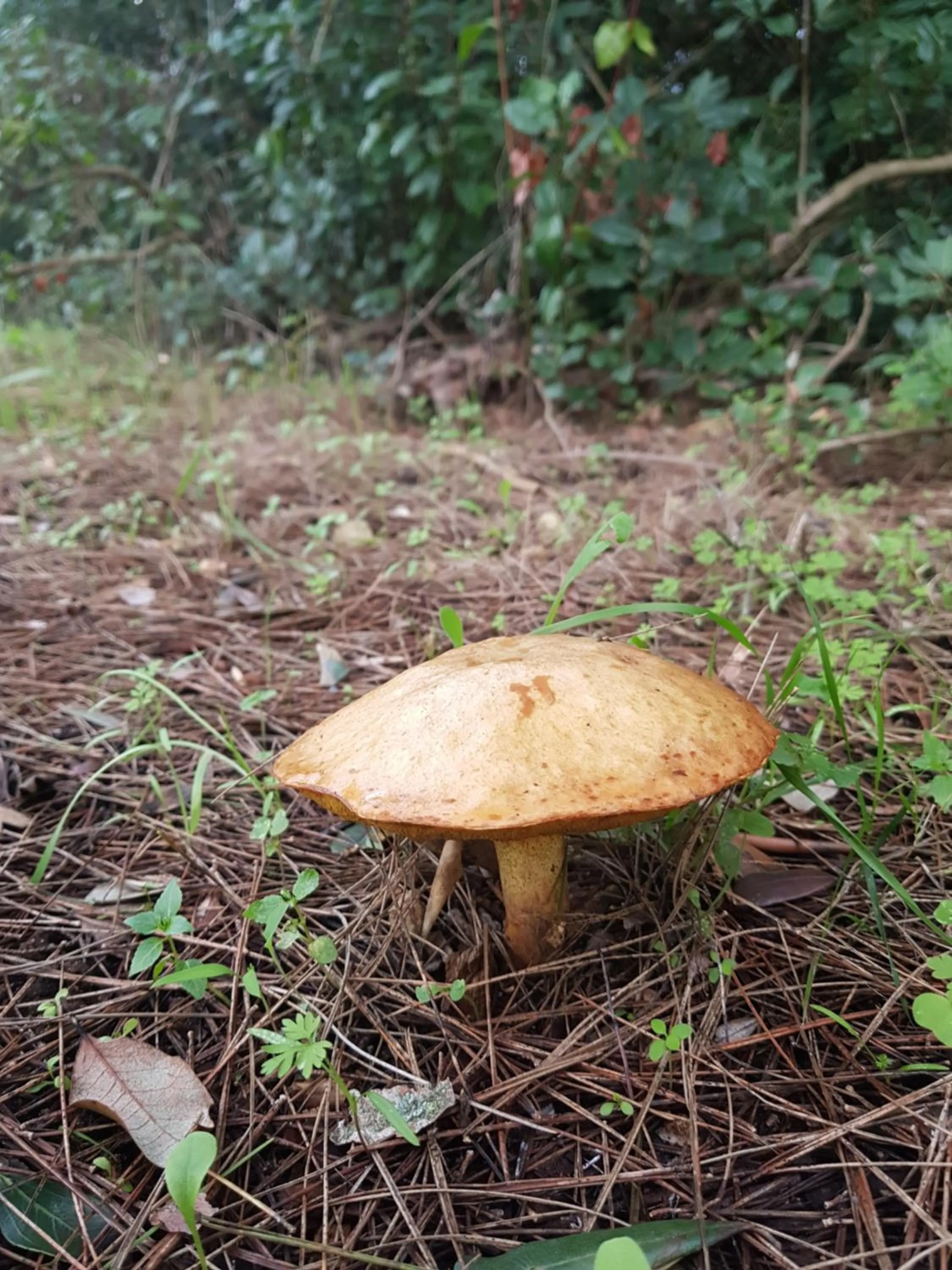 Food and drinks in Il Casale dei Principi