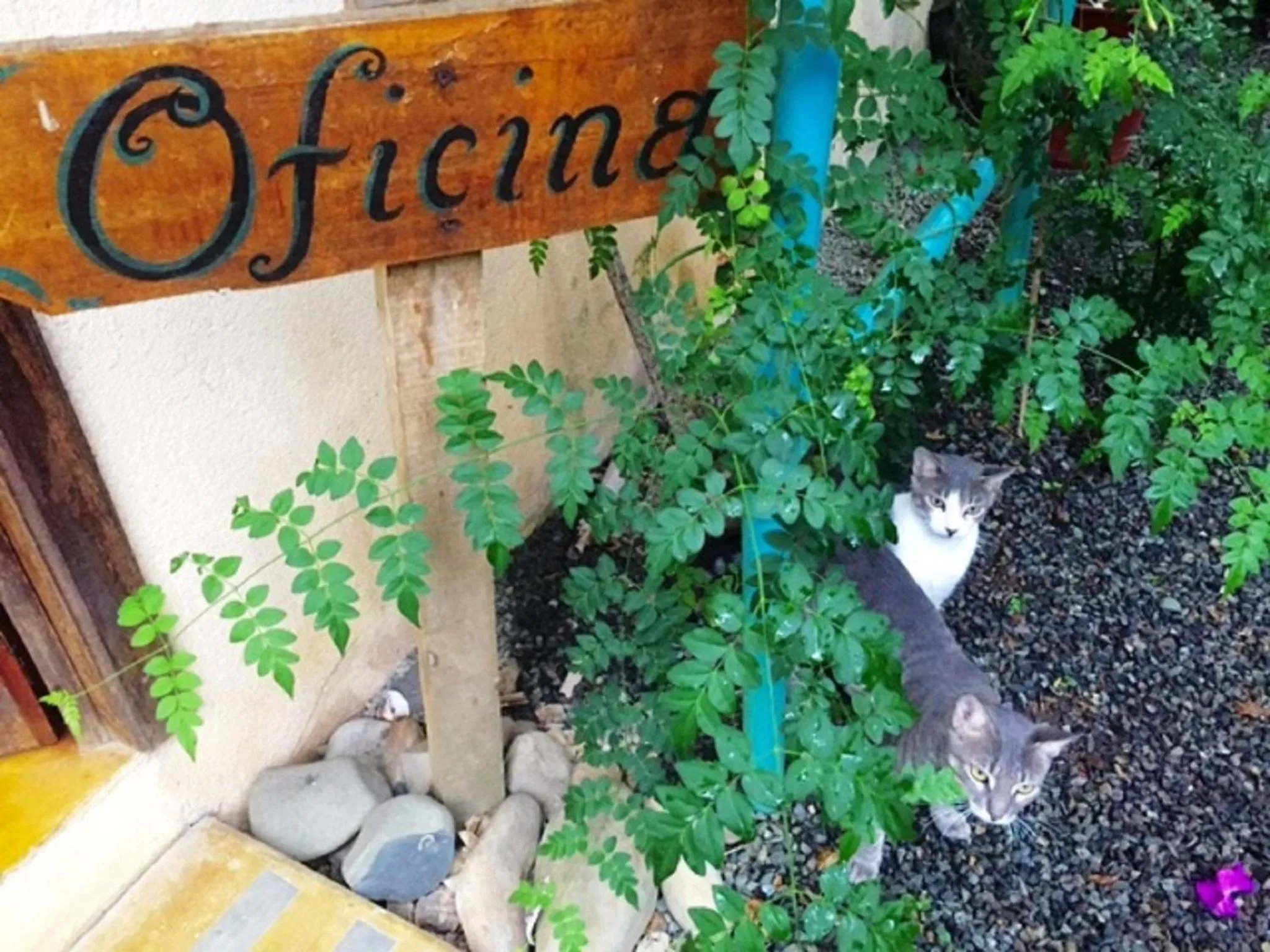 Property building in Hotel Tropical Sands Dominical