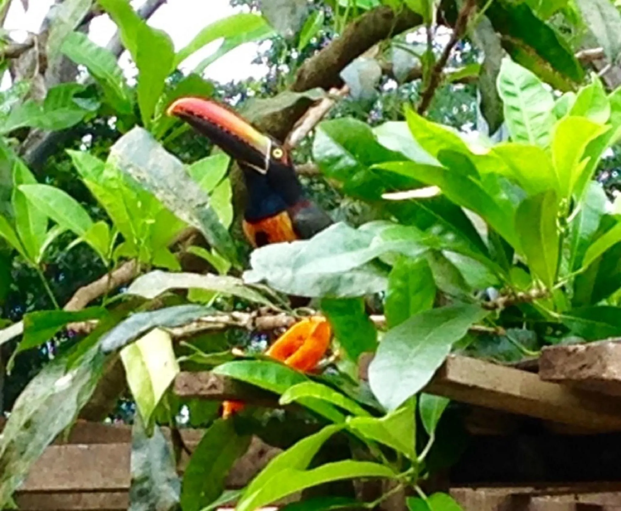 Property building in Hotel Tropical Sands Dominical