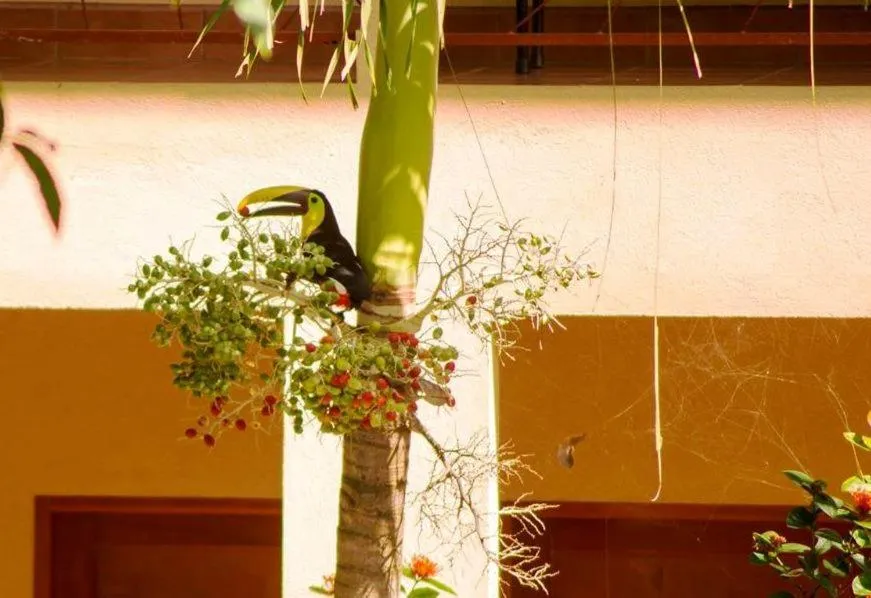 Animals in Hotel Tropical Sands Dominical