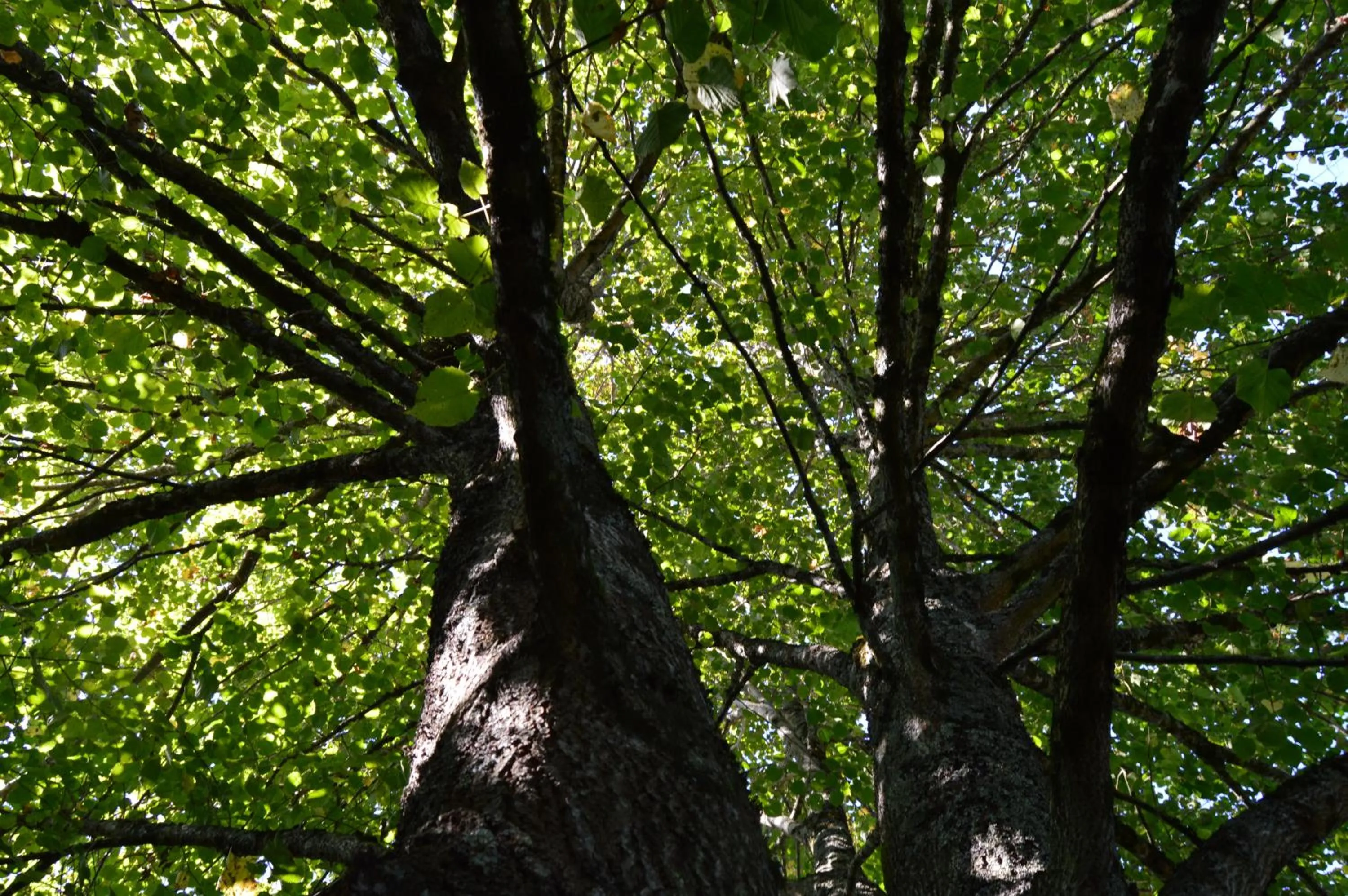 Garden in La Vieille Distillerie