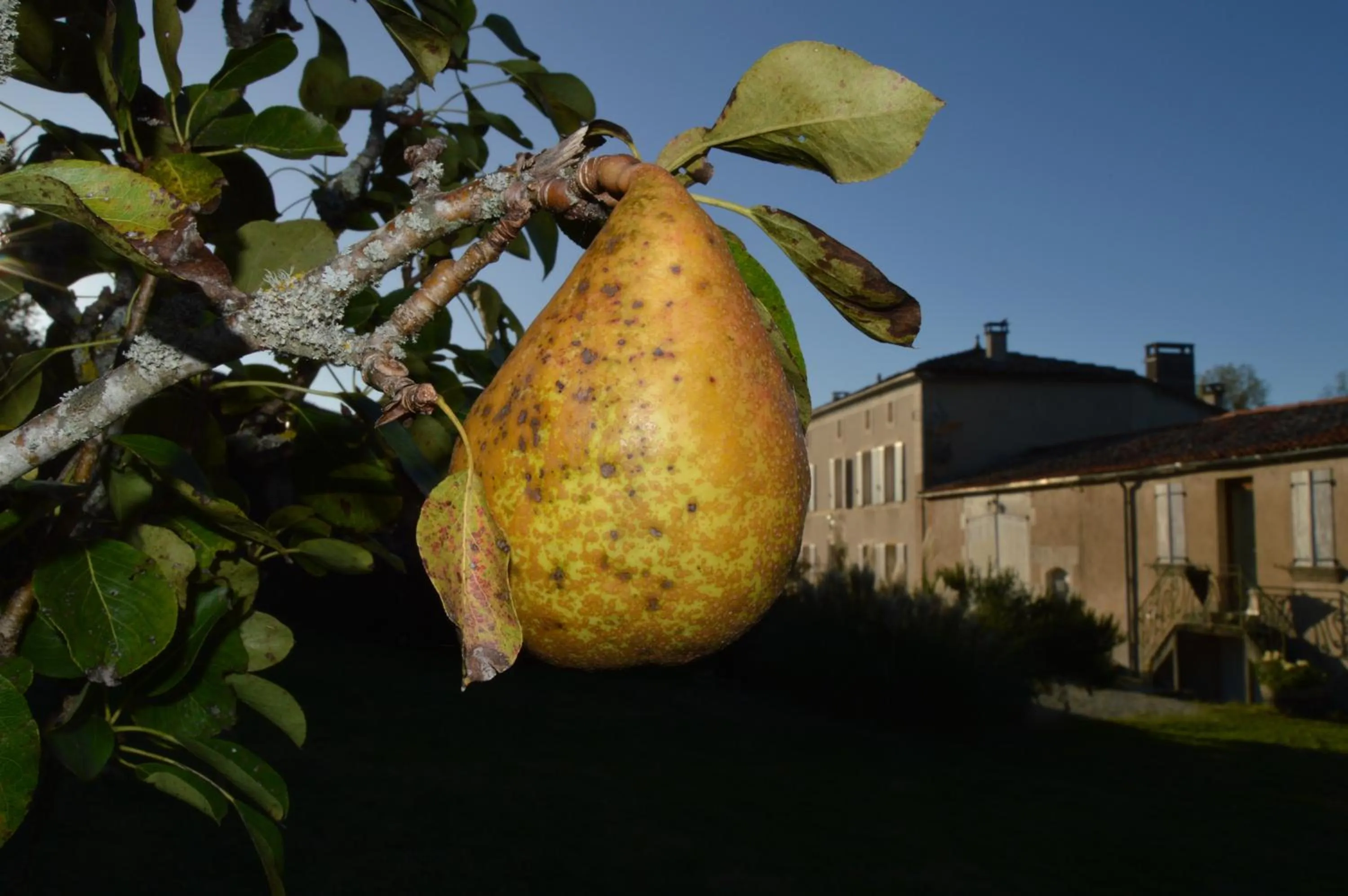 Garden in La Vieille Distillerie