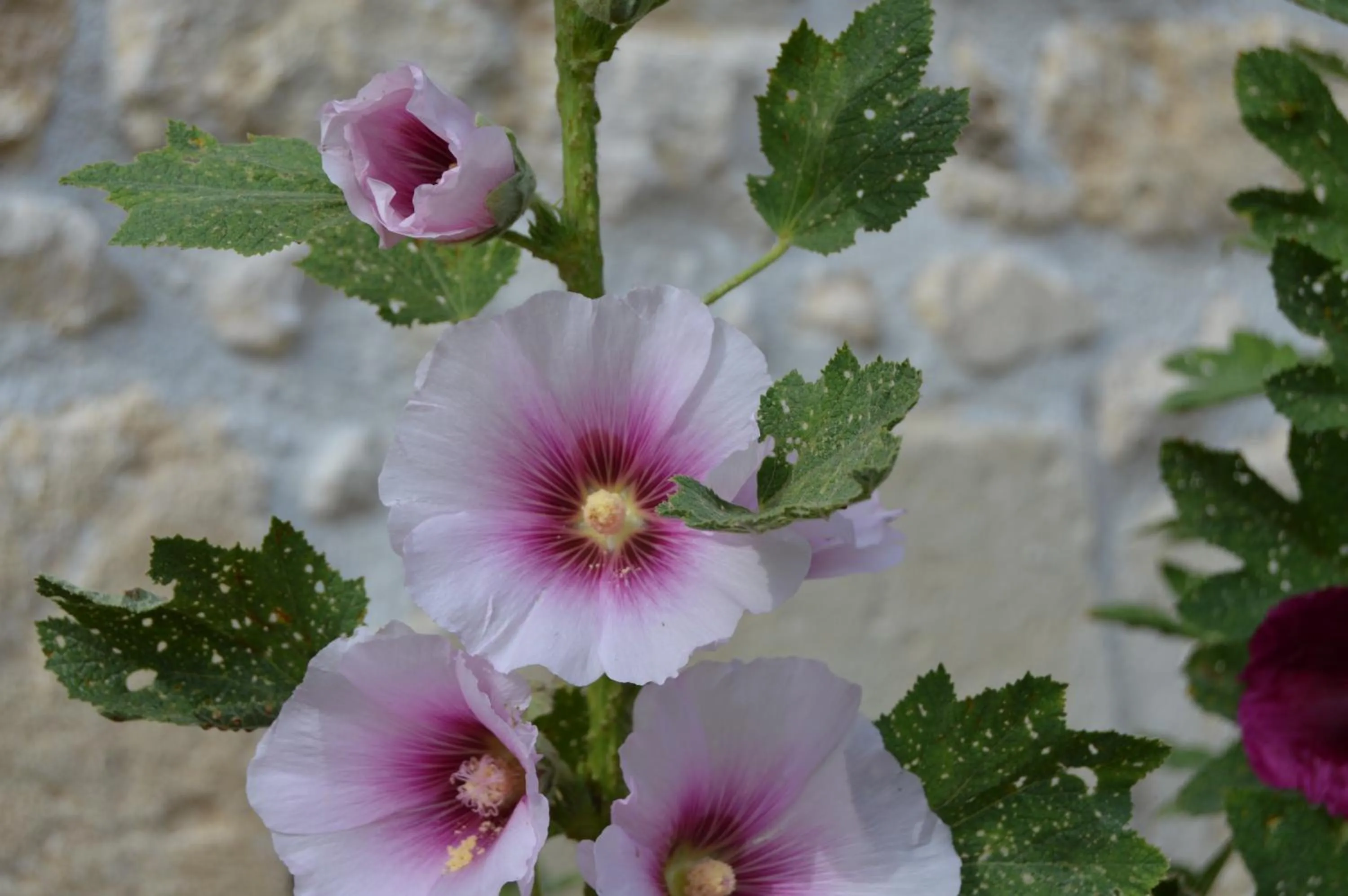 Garden in La Vieille Distillerie