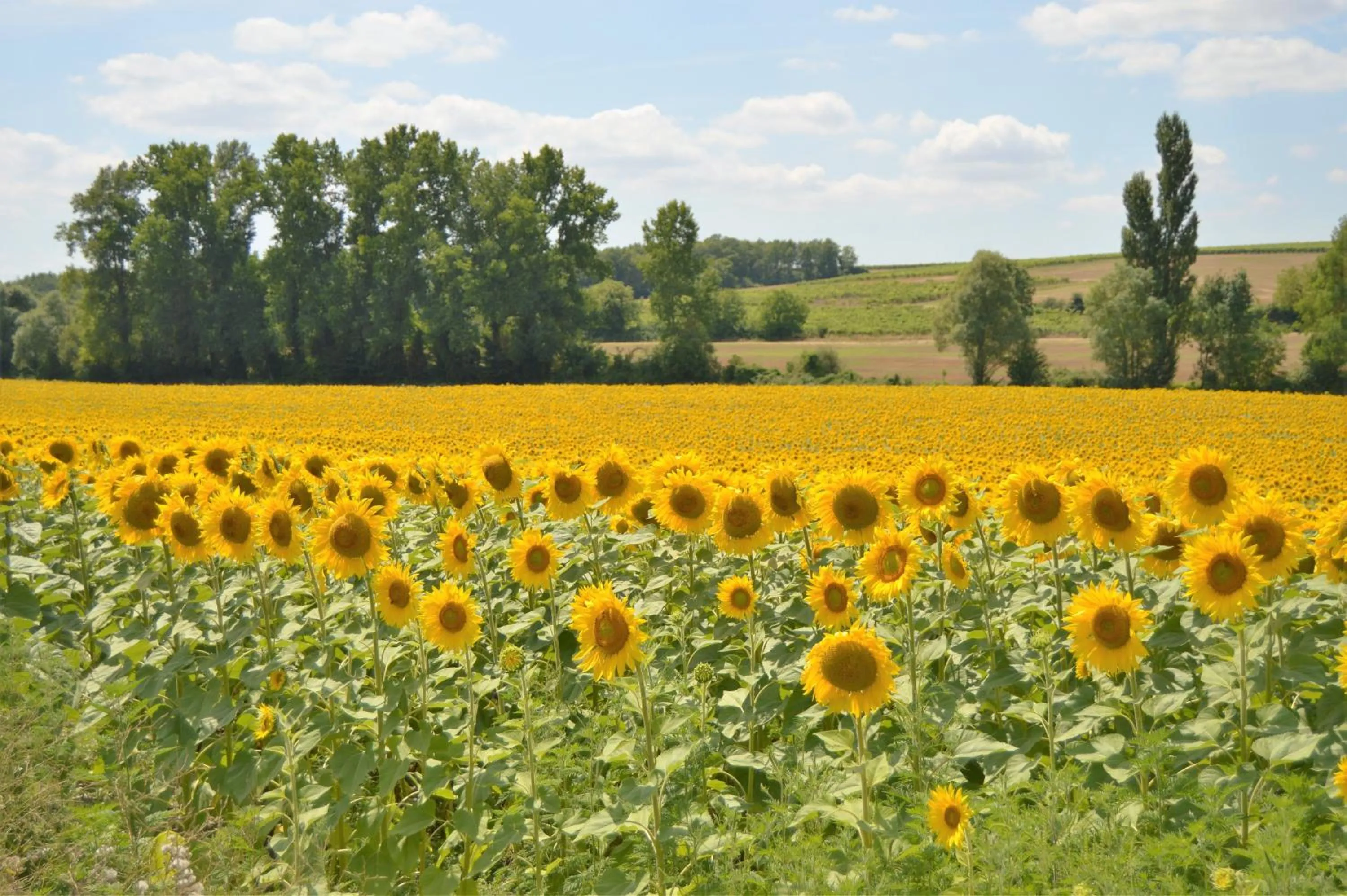 Natural landscape in La Vieille Distillerie