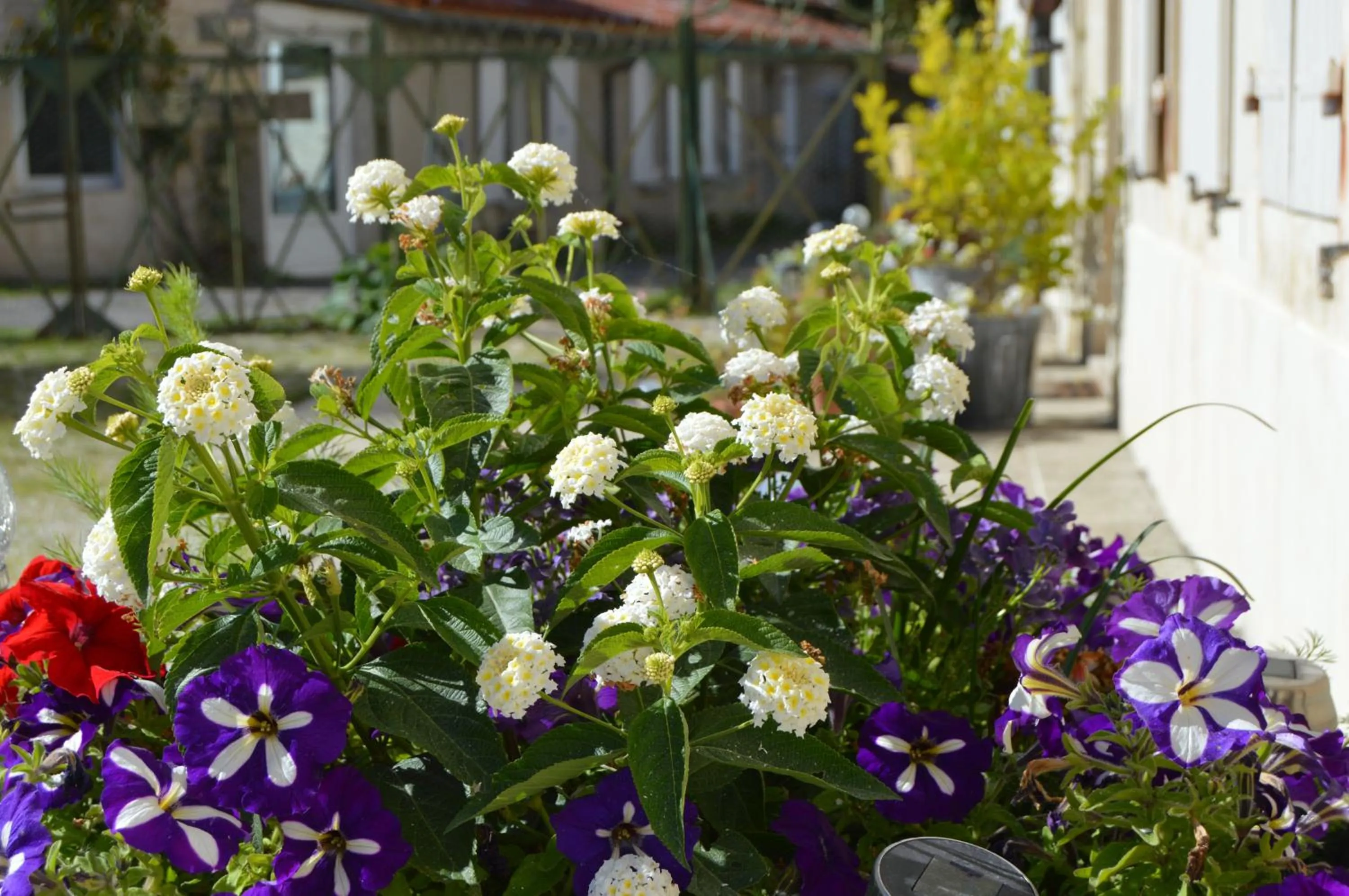 Garden in La Vieille Distillerie