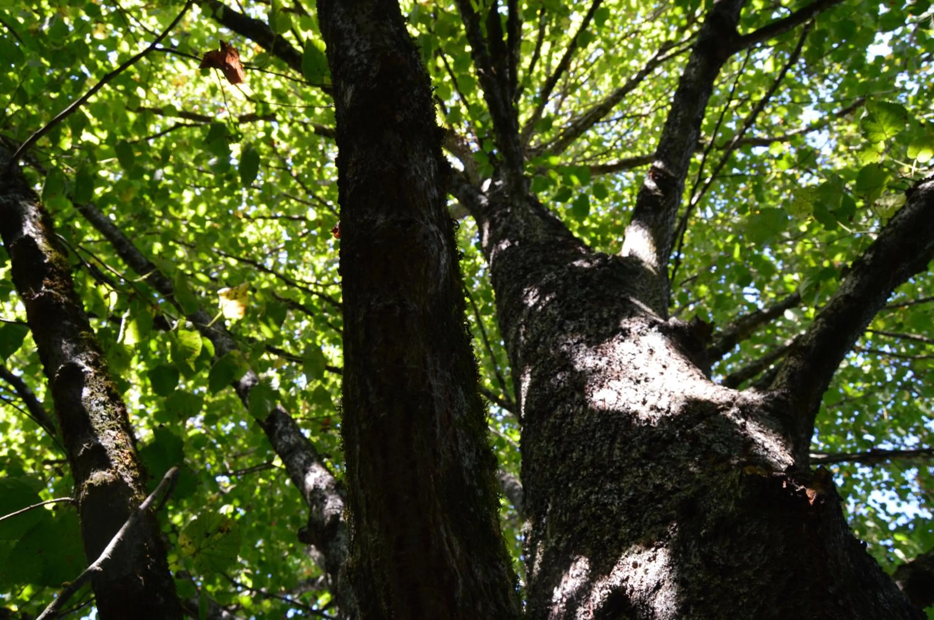 Garden in La Vieille Distillerie