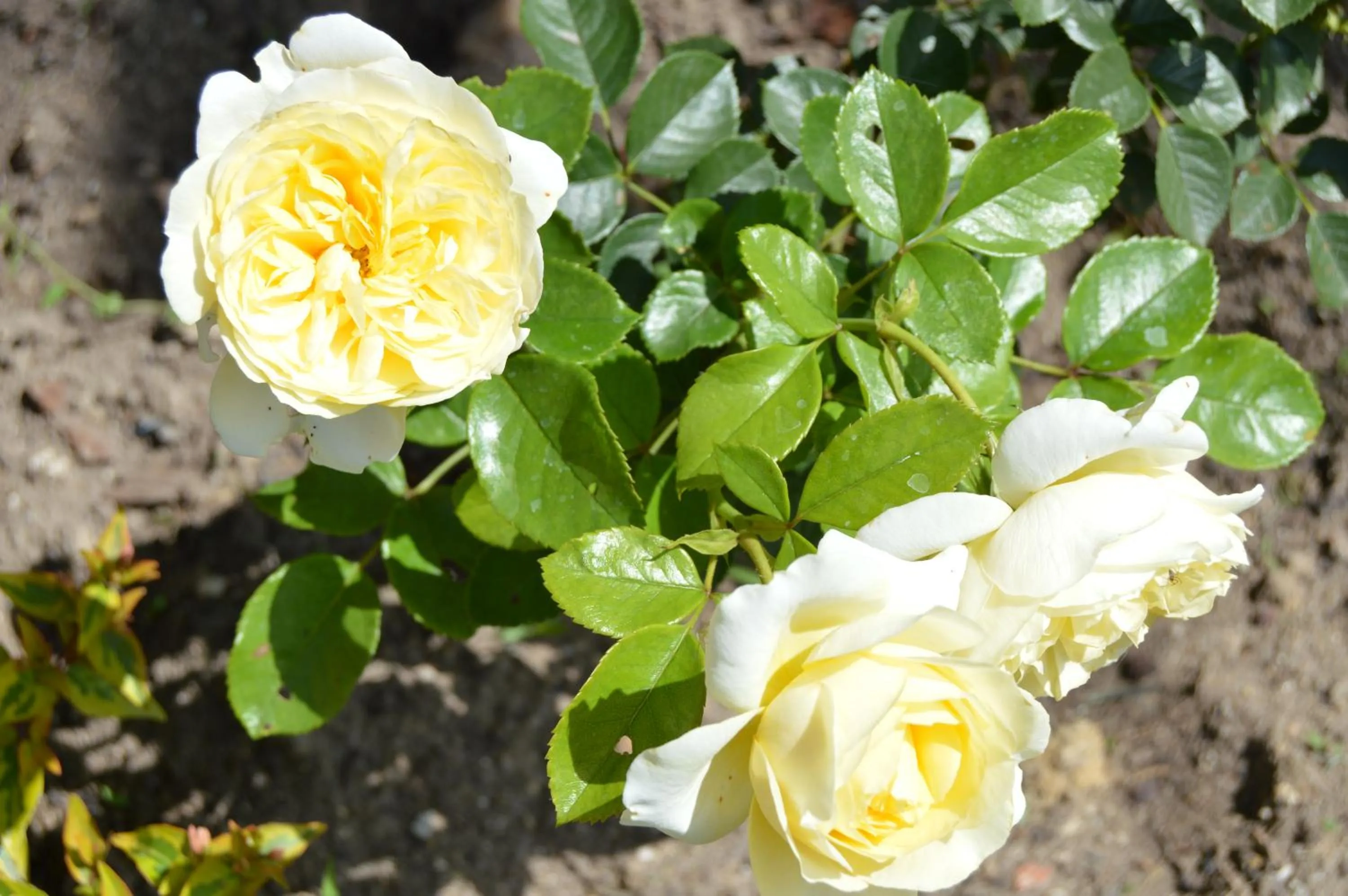 Garden in La Vieille Distillerie