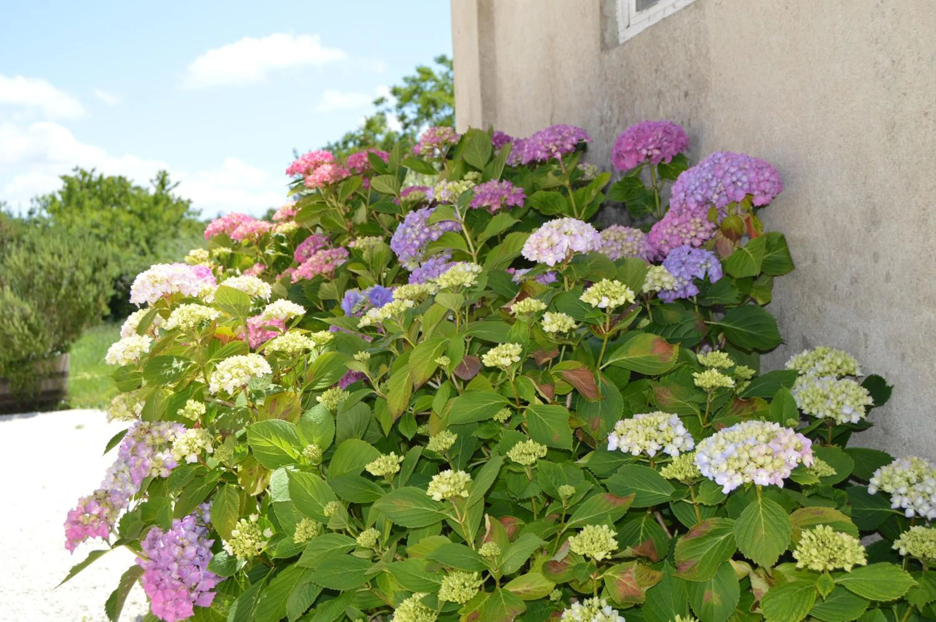 Garden in La Vieille Distillerie