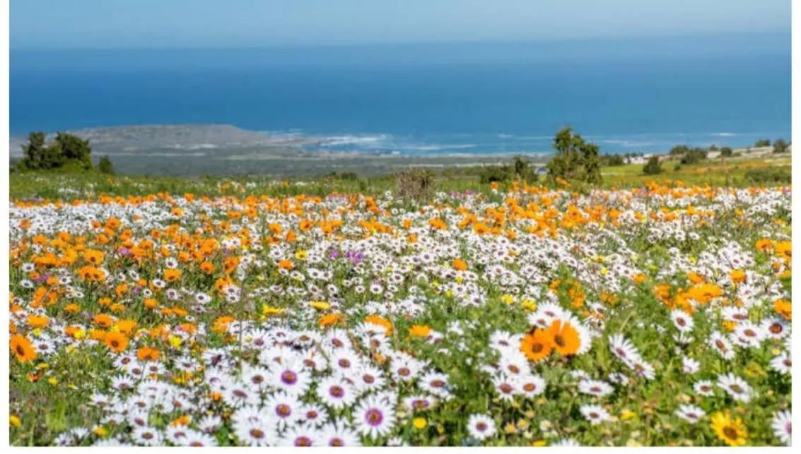 Natural landscape in Au Plais De Langebaan at Palm Tree Villa