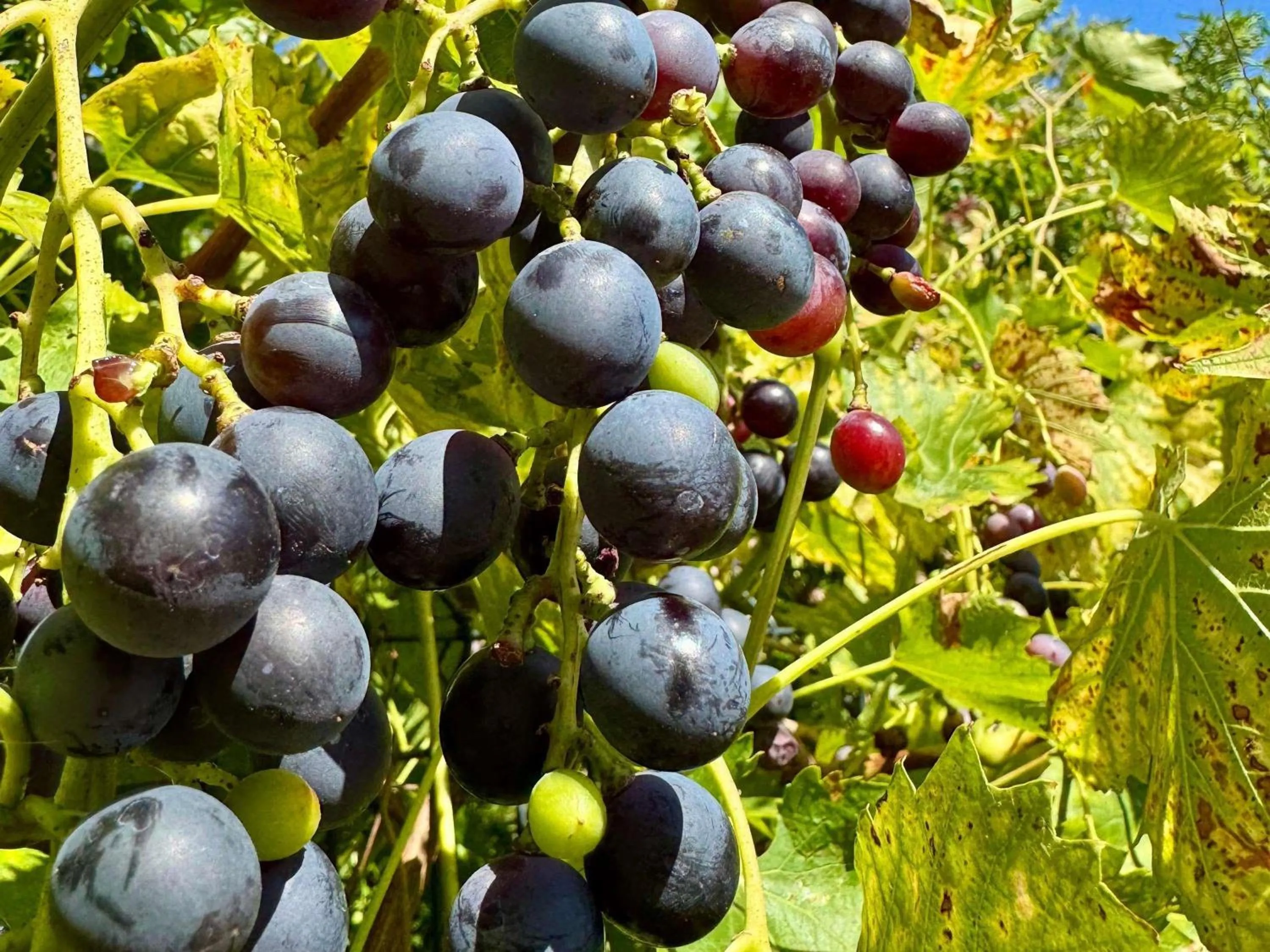 Other in Ibis Katowice - Zabrze