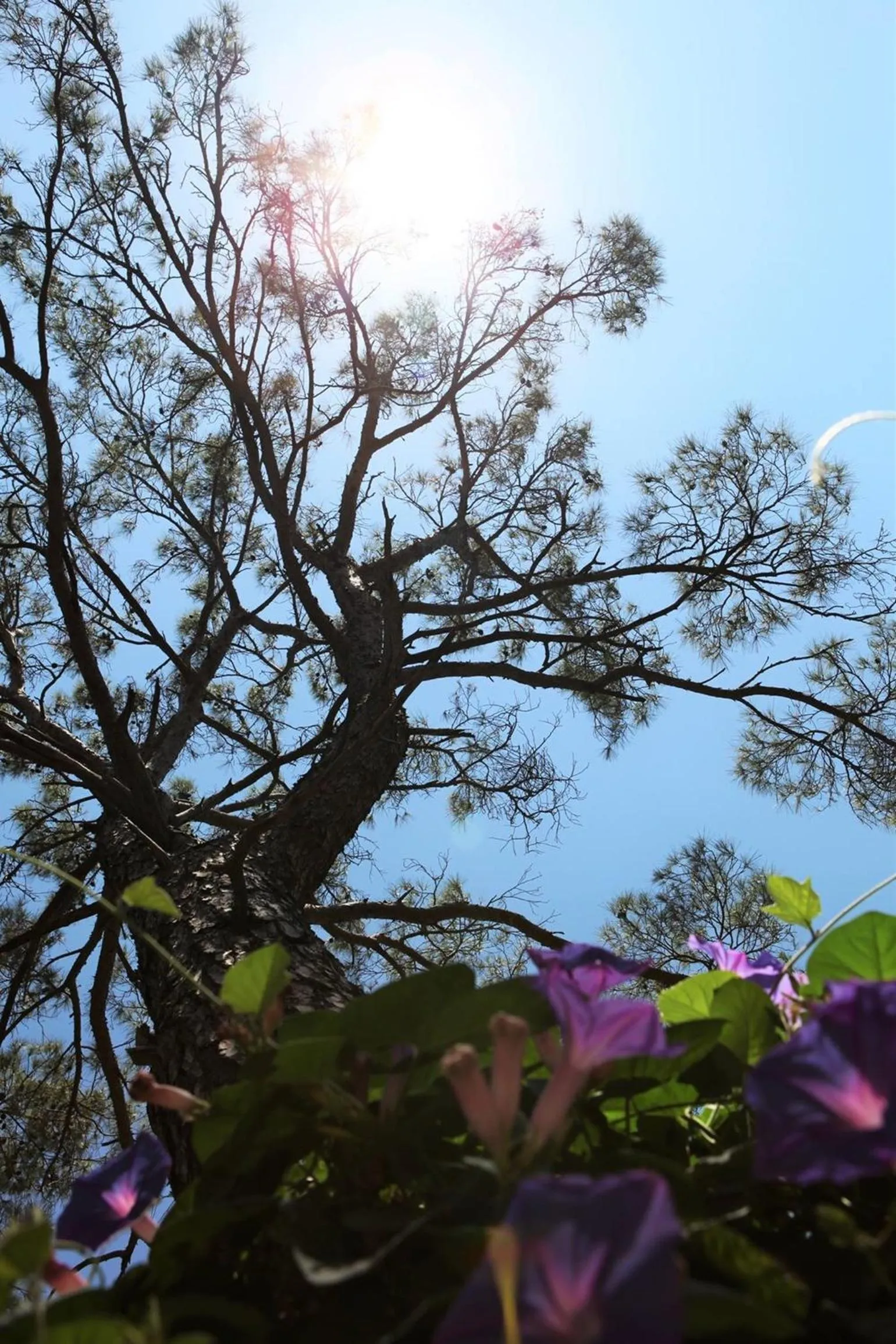 Other in HavaSuPark Bungalows