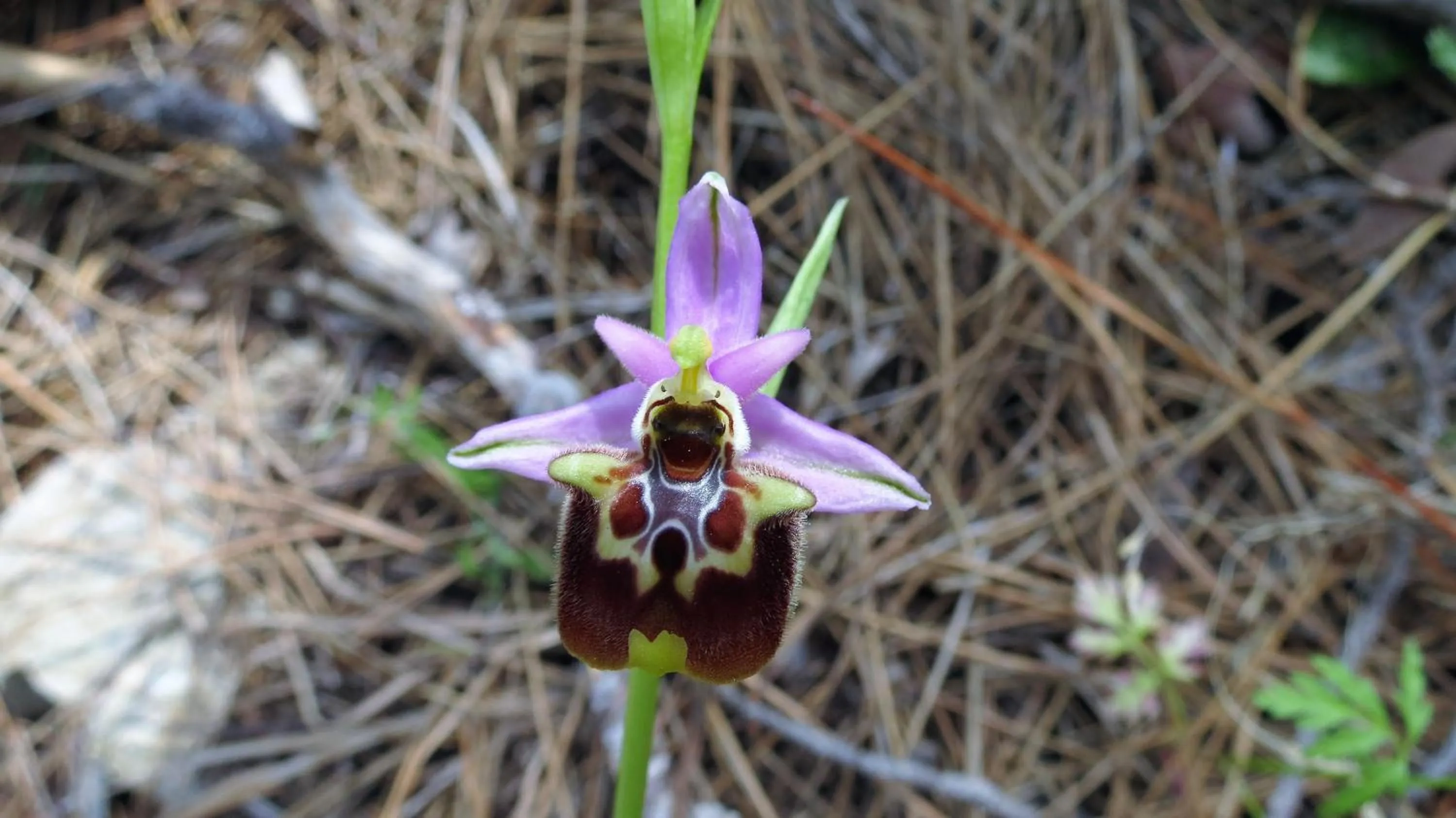 Spring in HavaSuPark Bungalows
