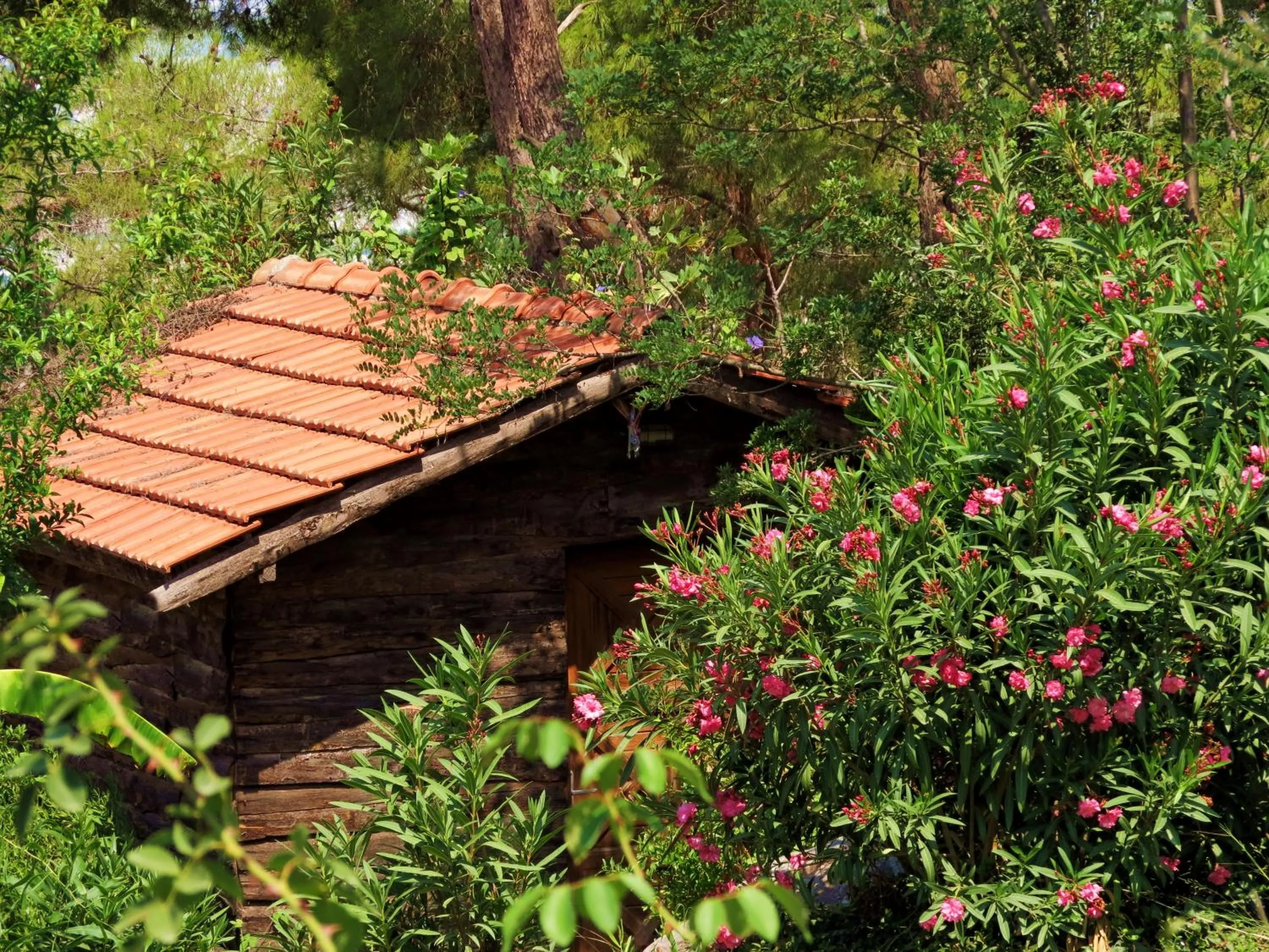 Photo of the whole room in HavaSuPark Bungalows