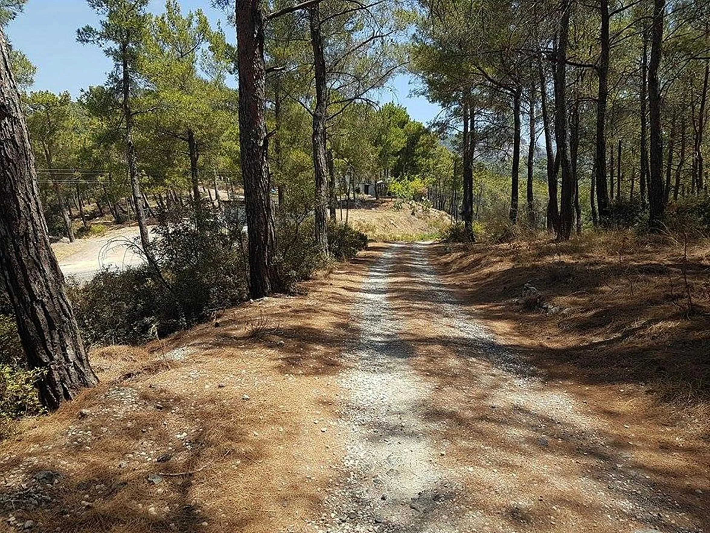 Summer in HavaSuPark Bungalows