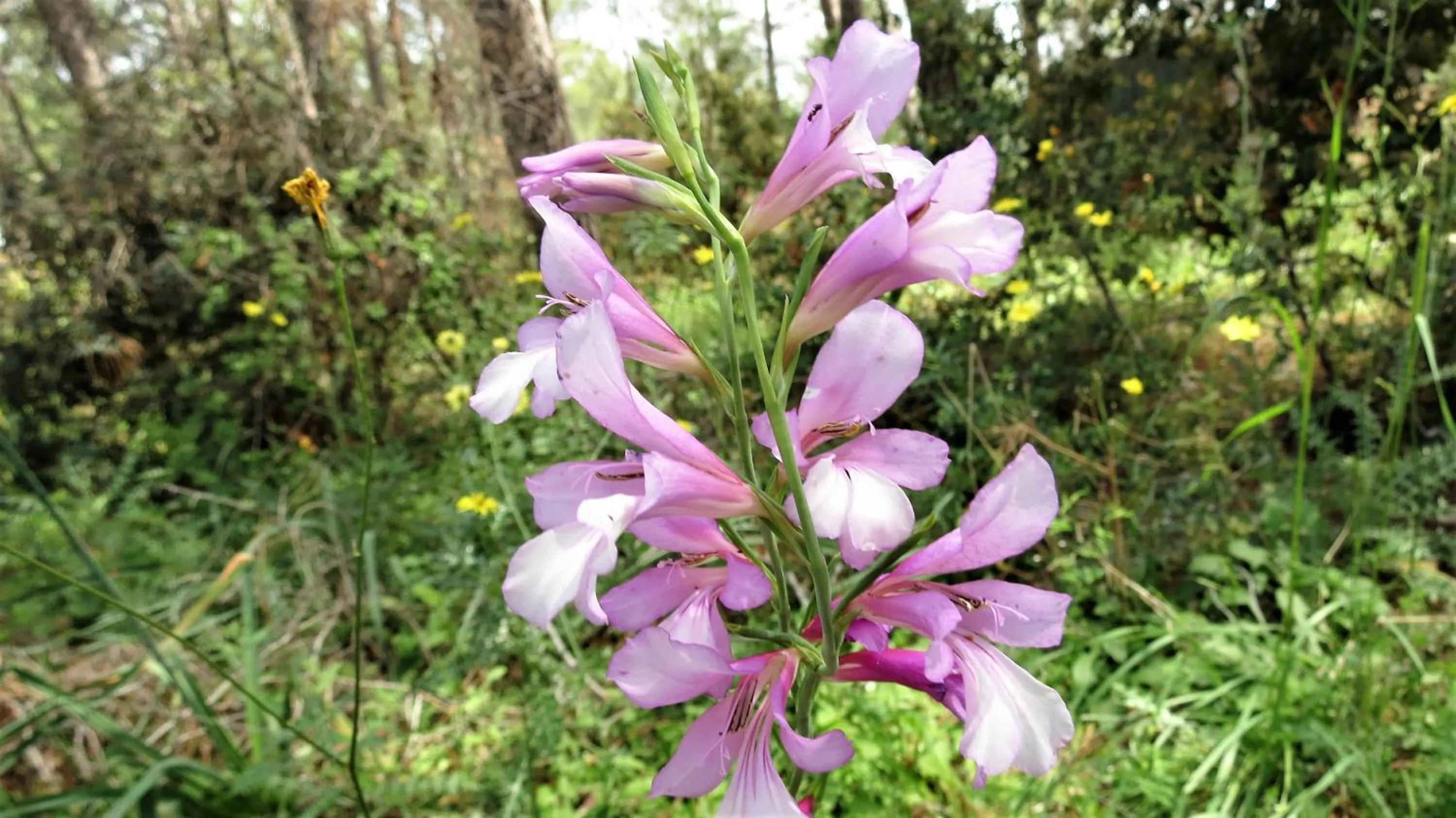 Spring in HavaSuPark Bungalows