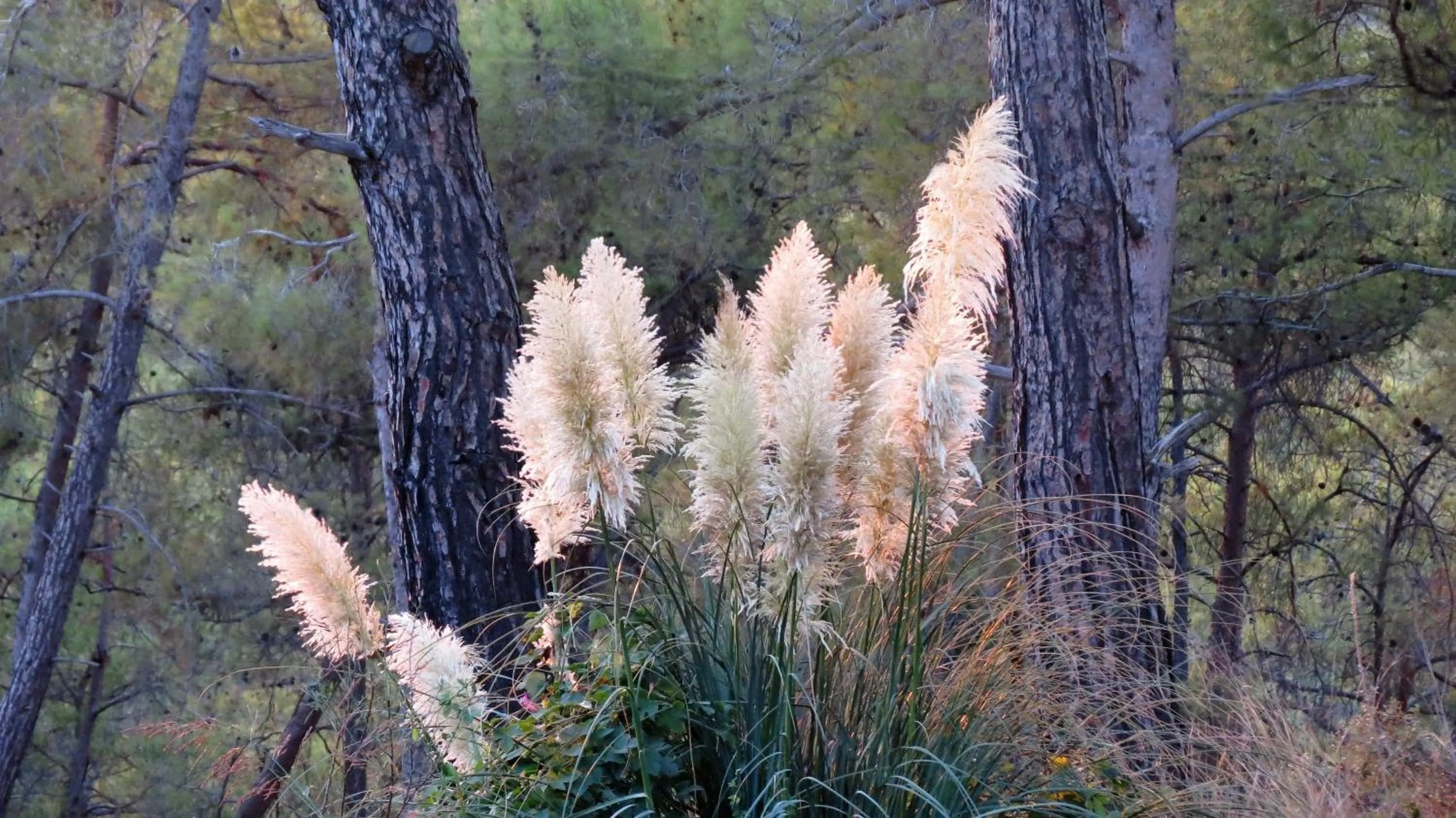 Property building in HavaSuPark Bungalows