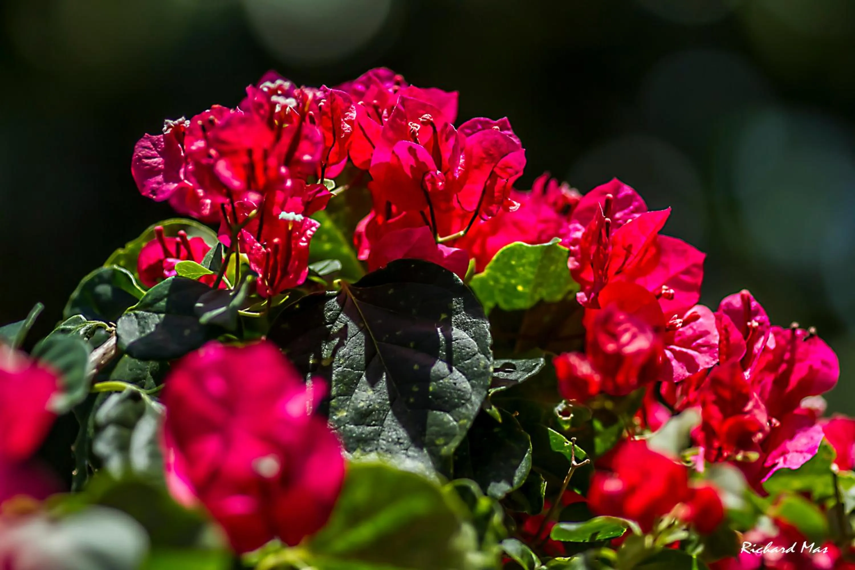 Garden in Jardim Secreto