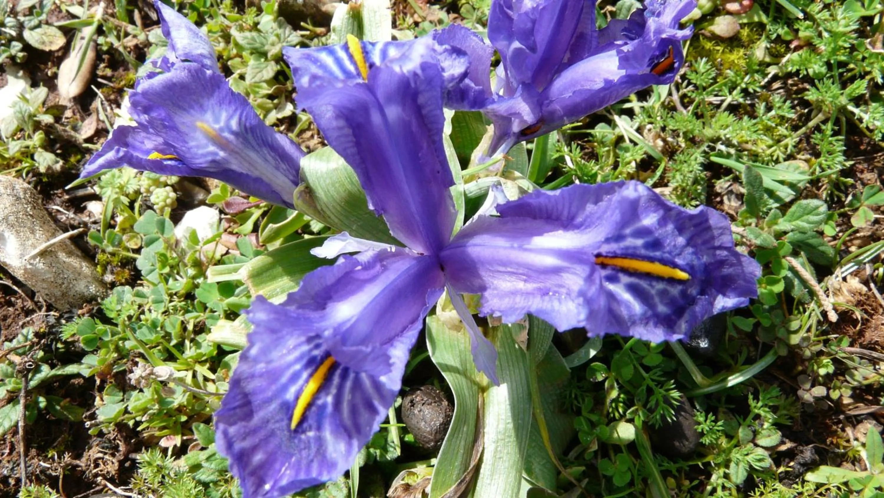 Garden in Apartamentos Rurales Campillo