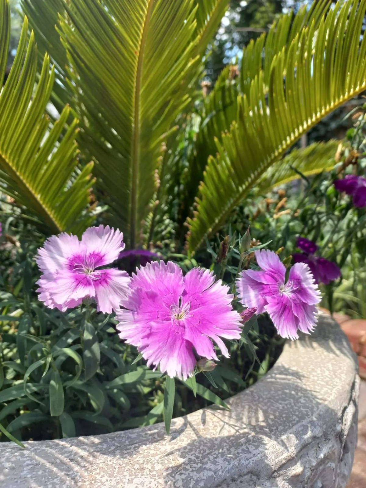 Garden in J'Cups Guest House