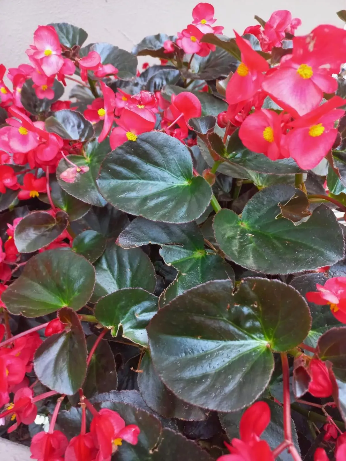 Garden in J'Cups Guest House