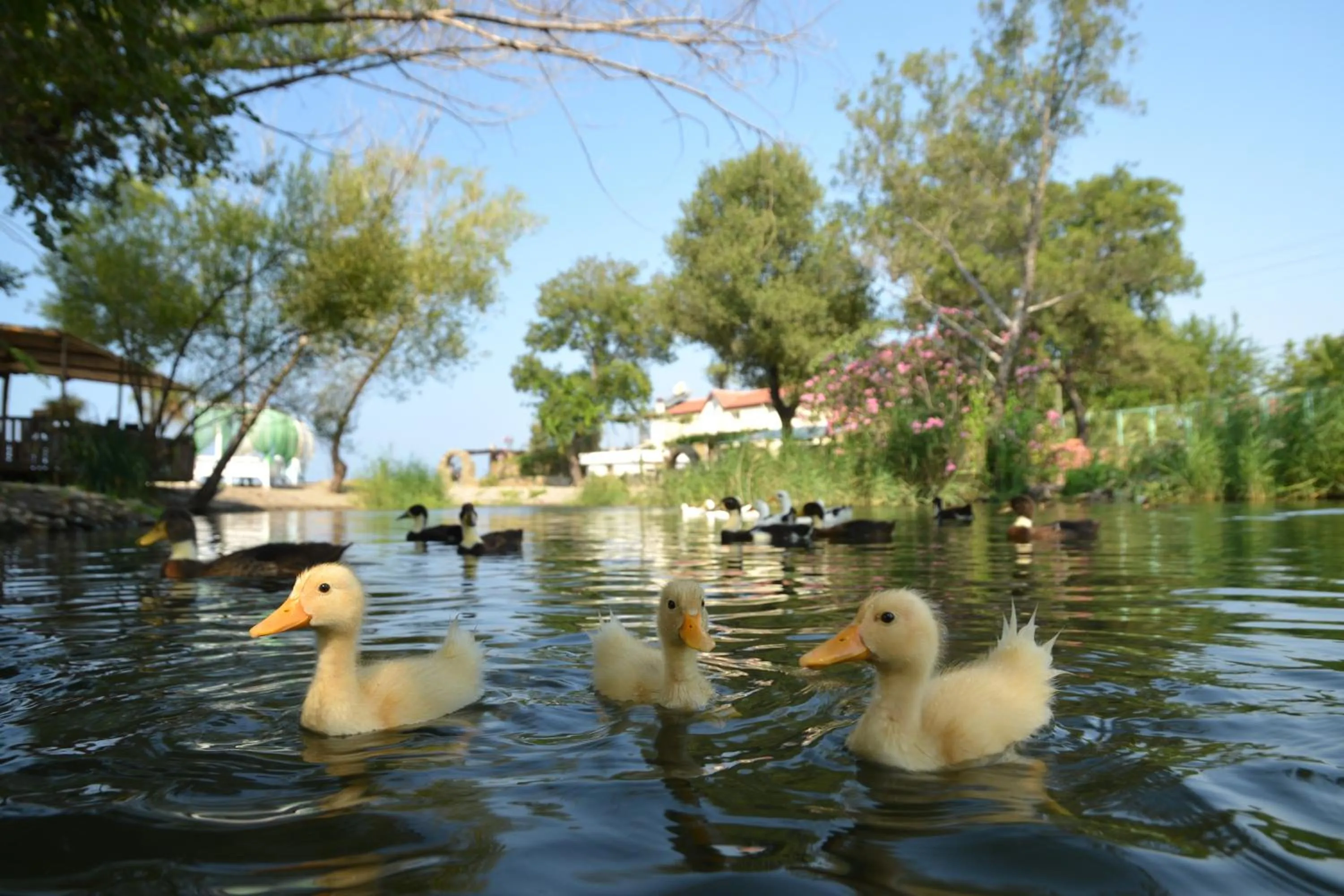 Spring in Yonca Lodge