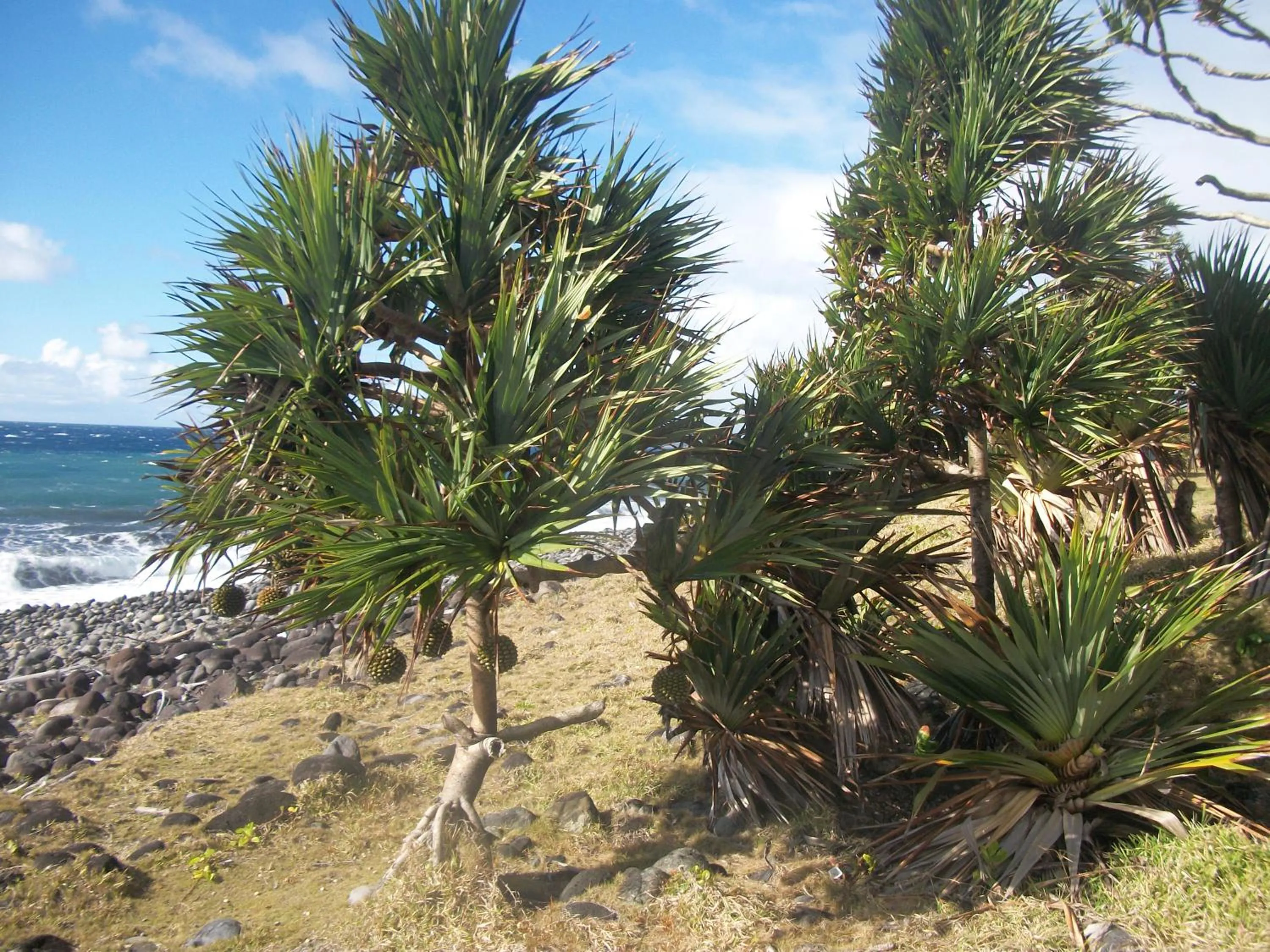 Nearby landmark in LE RUBINJO 2