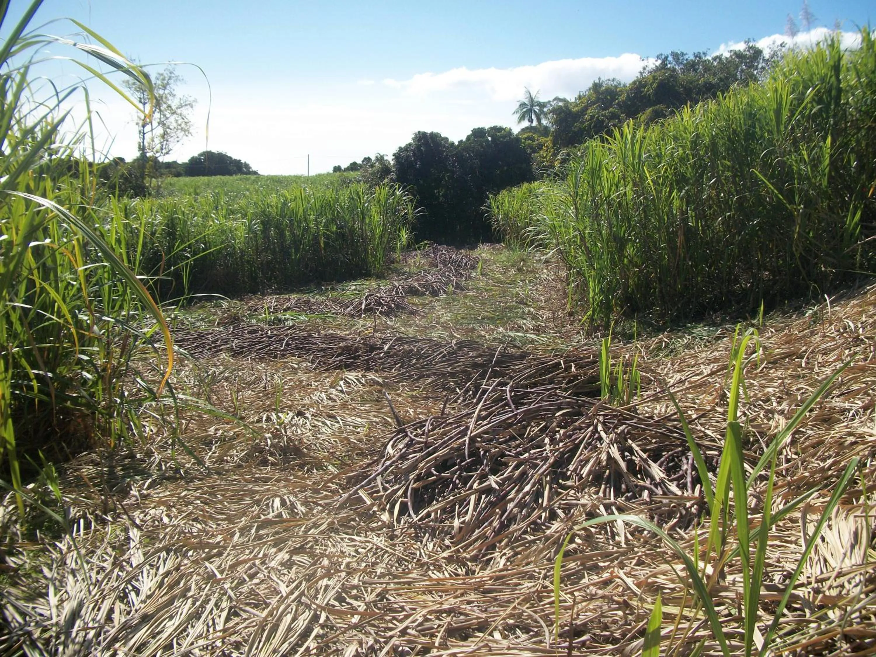 Neighbourhood in LE RUBINJO 2
