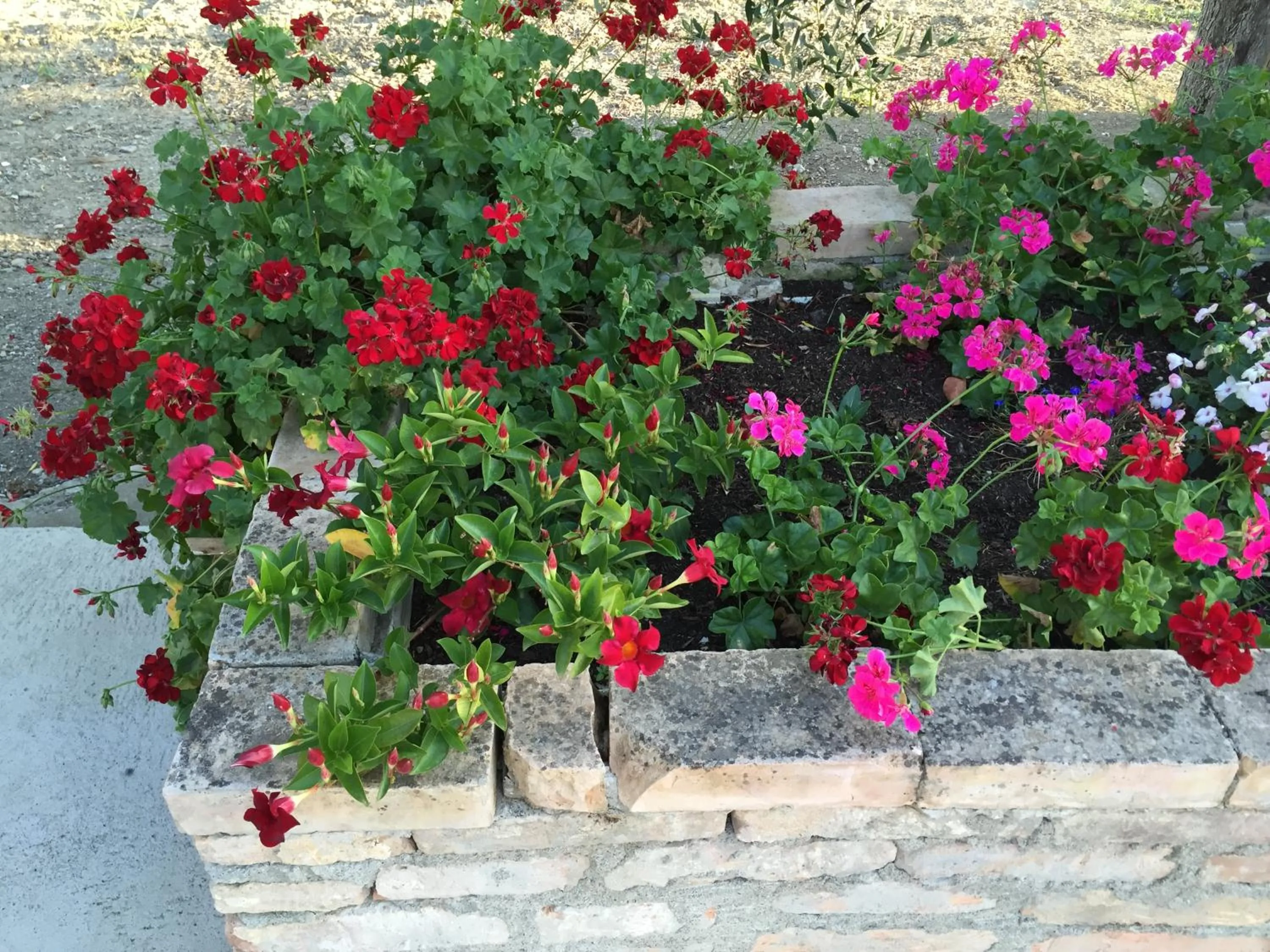 Garden view in Villa Cenzina