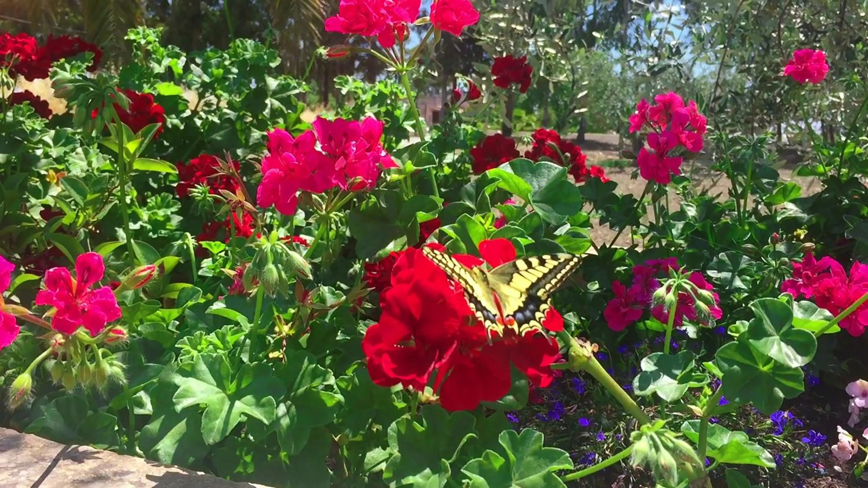 Garden view in Villa Cenzina