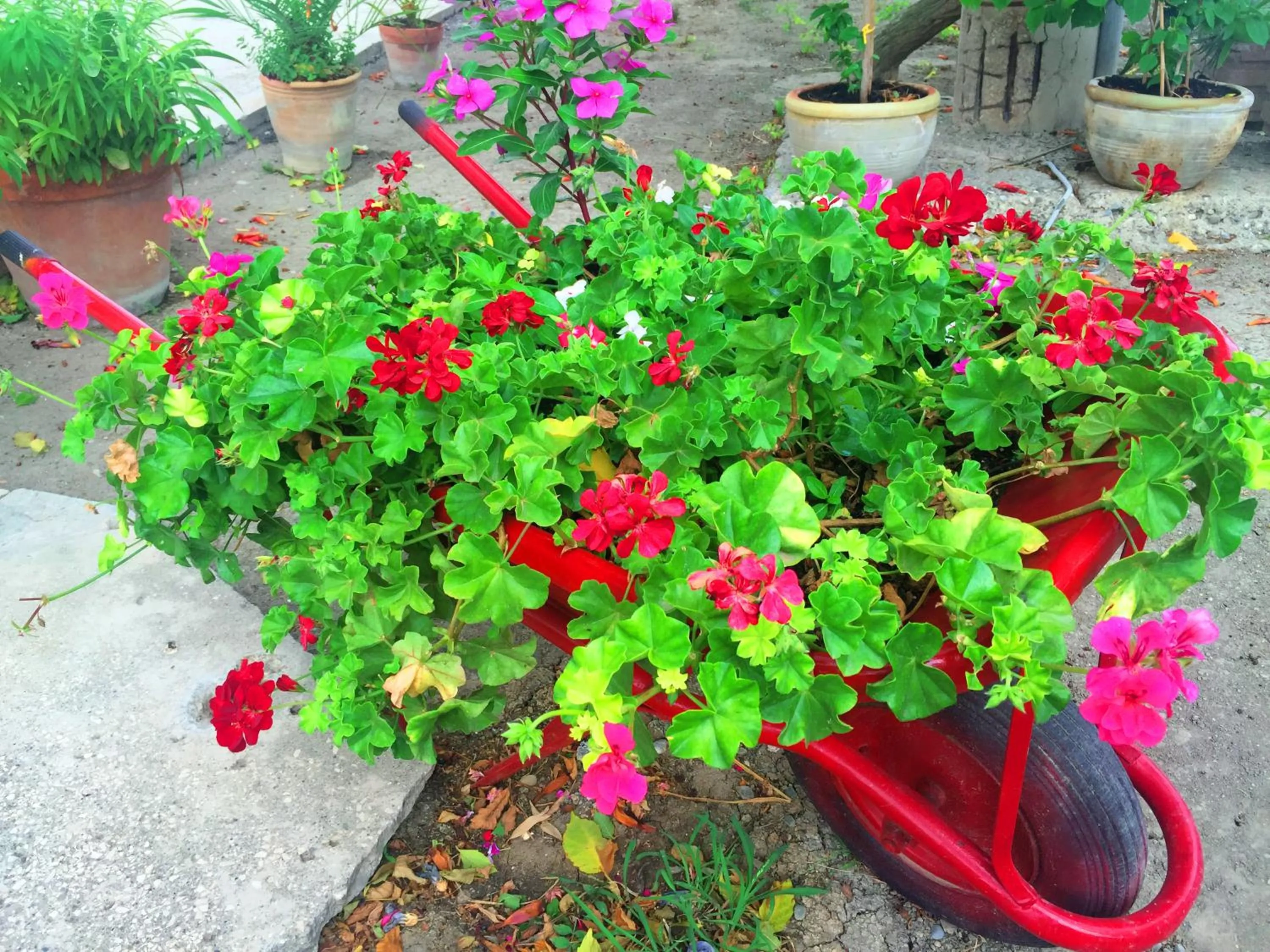 Garden view in Villa Cenzina