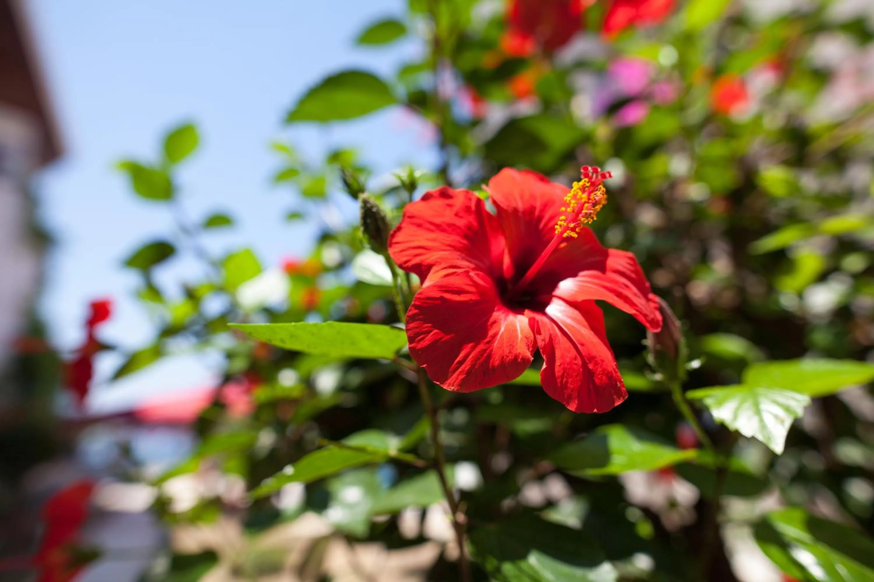 Garden view in One More Day Hotel