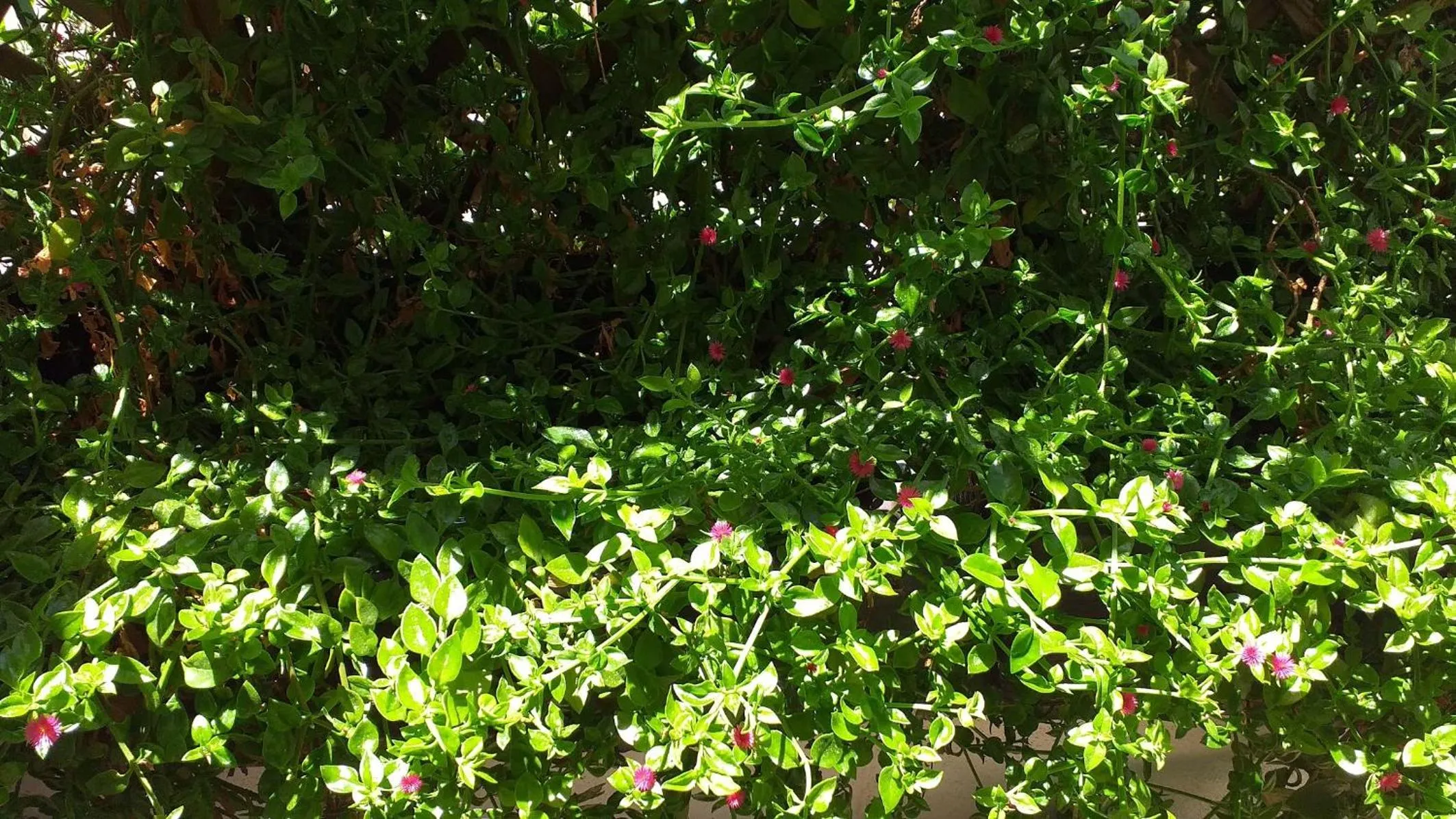Balcony/Terrace in Attico Barocco