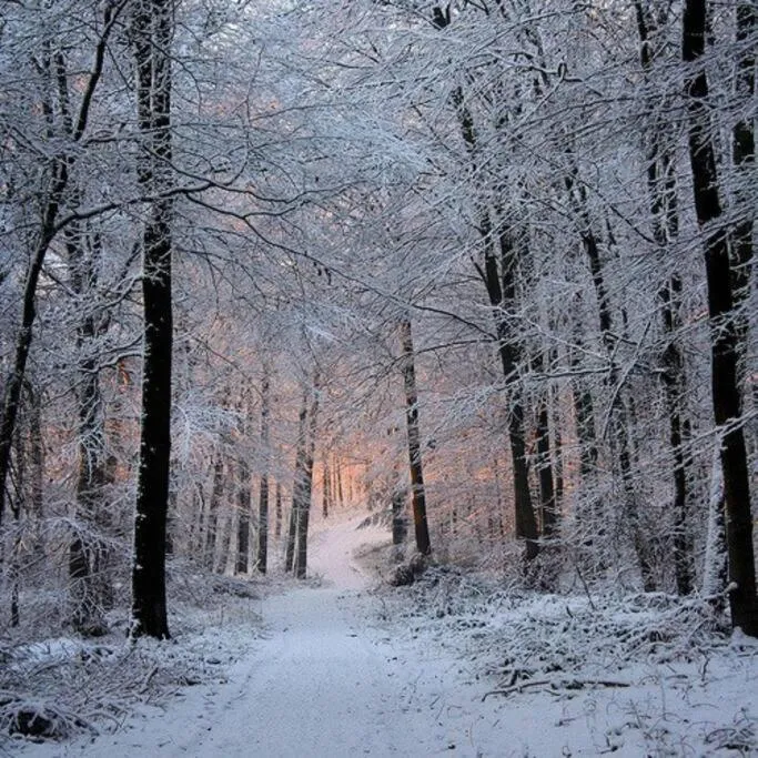Neighbourhood in The Owl's Perch