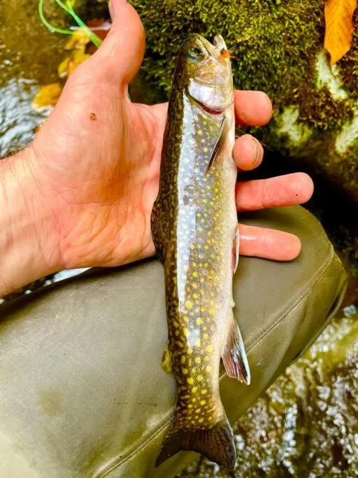 Fishing in The Owl's Perch