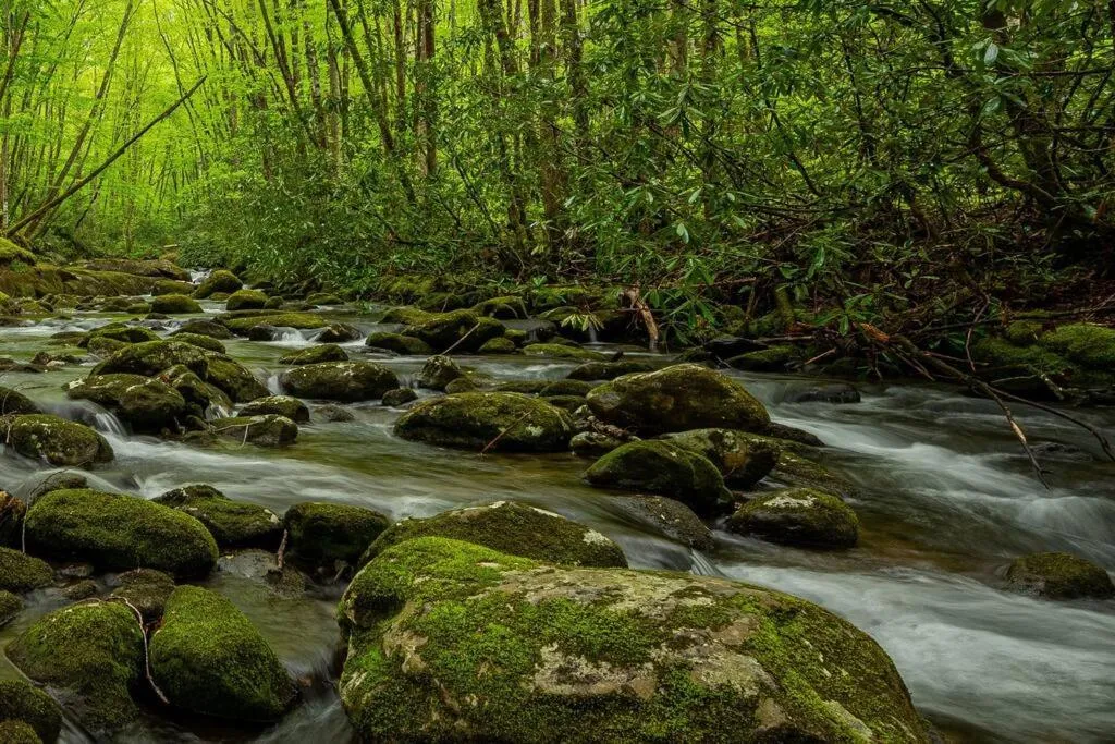 River view in The Owl's Perch