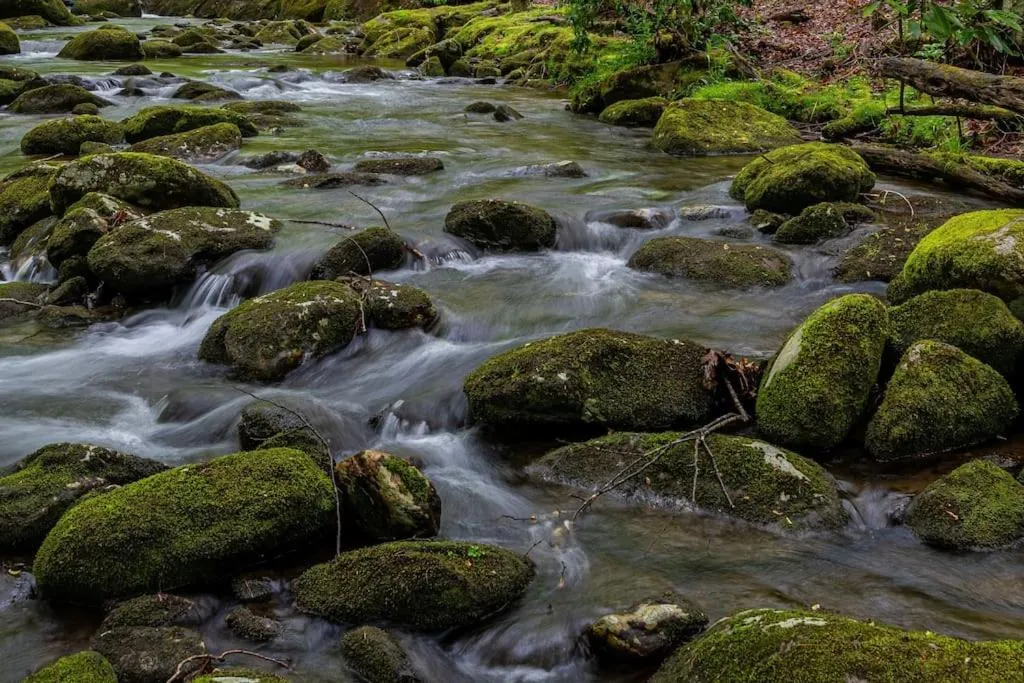 River view in The Owl's Perch